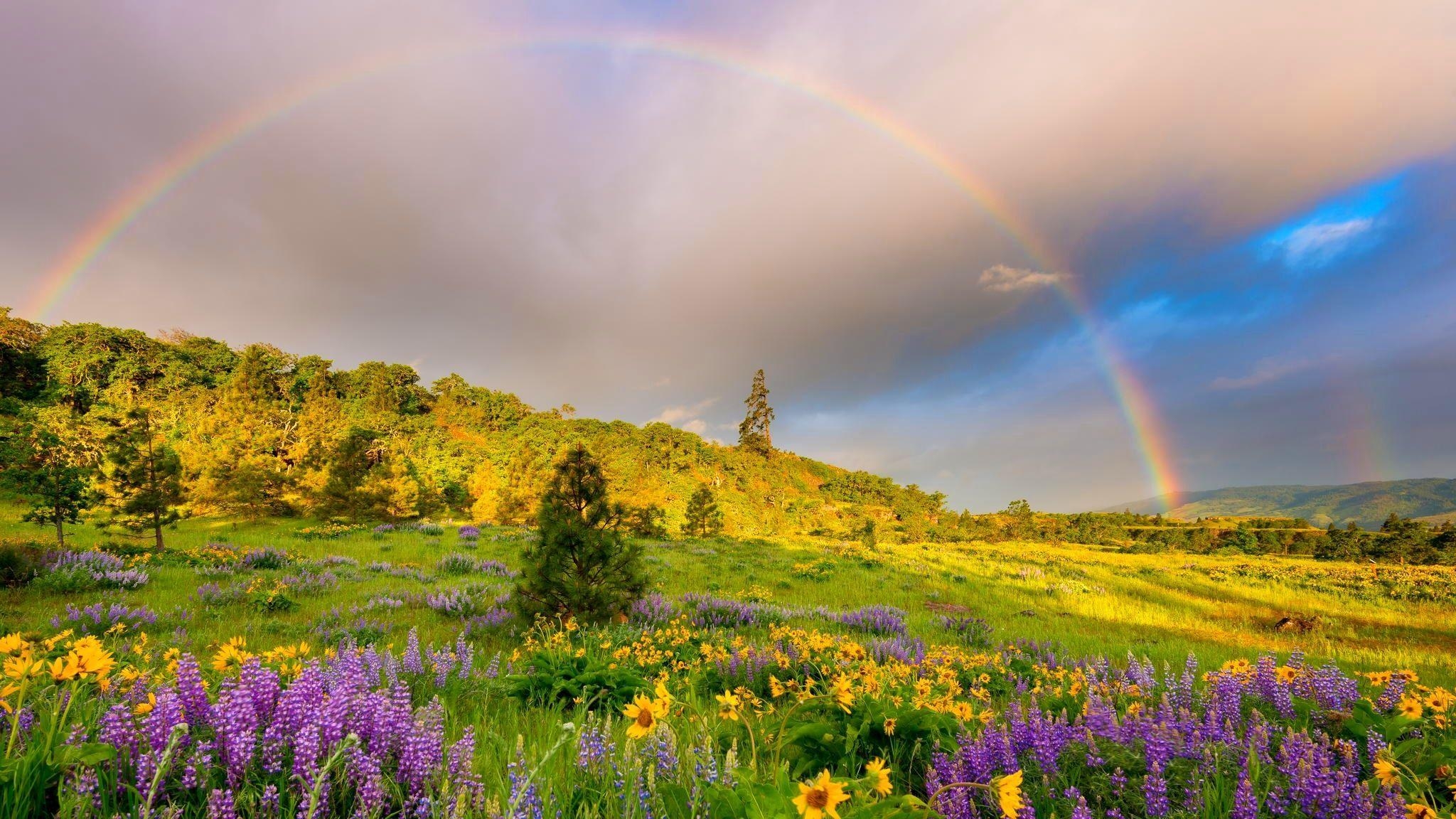 2050x1160 grass, meadows, flowers, clouds, springtime, rainbow, hills, Desktop