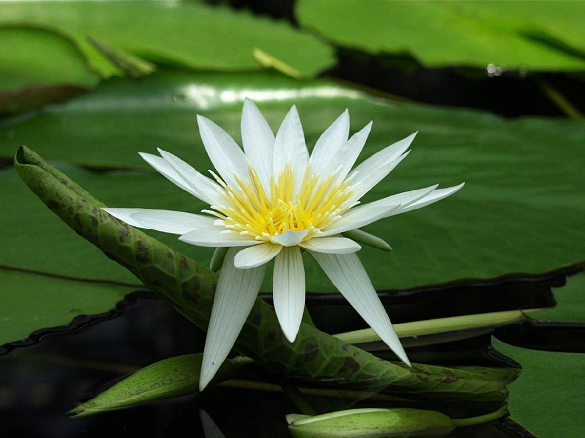 1200x900 Flowers For > White Lotus Flower Wallpaper, Desktop