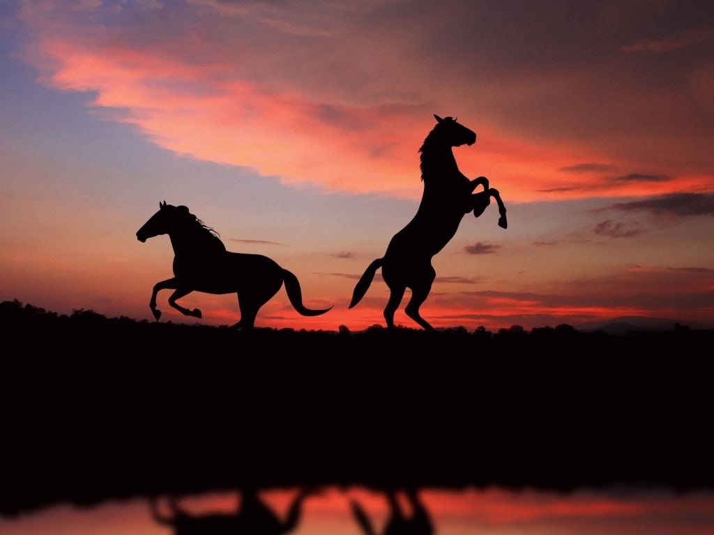 1030x770 Free download Horses Wallpaper Horse Desktop Background One HD, Desktop