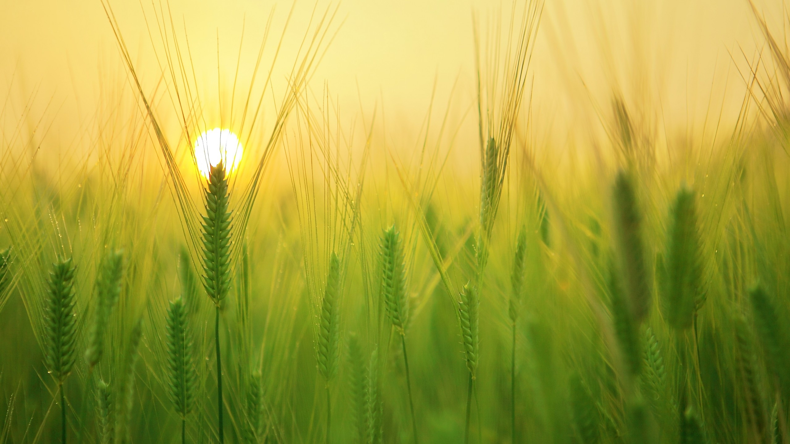 2560x1440 Wallpaper field, sunrise, 4k, Nature, Desktop