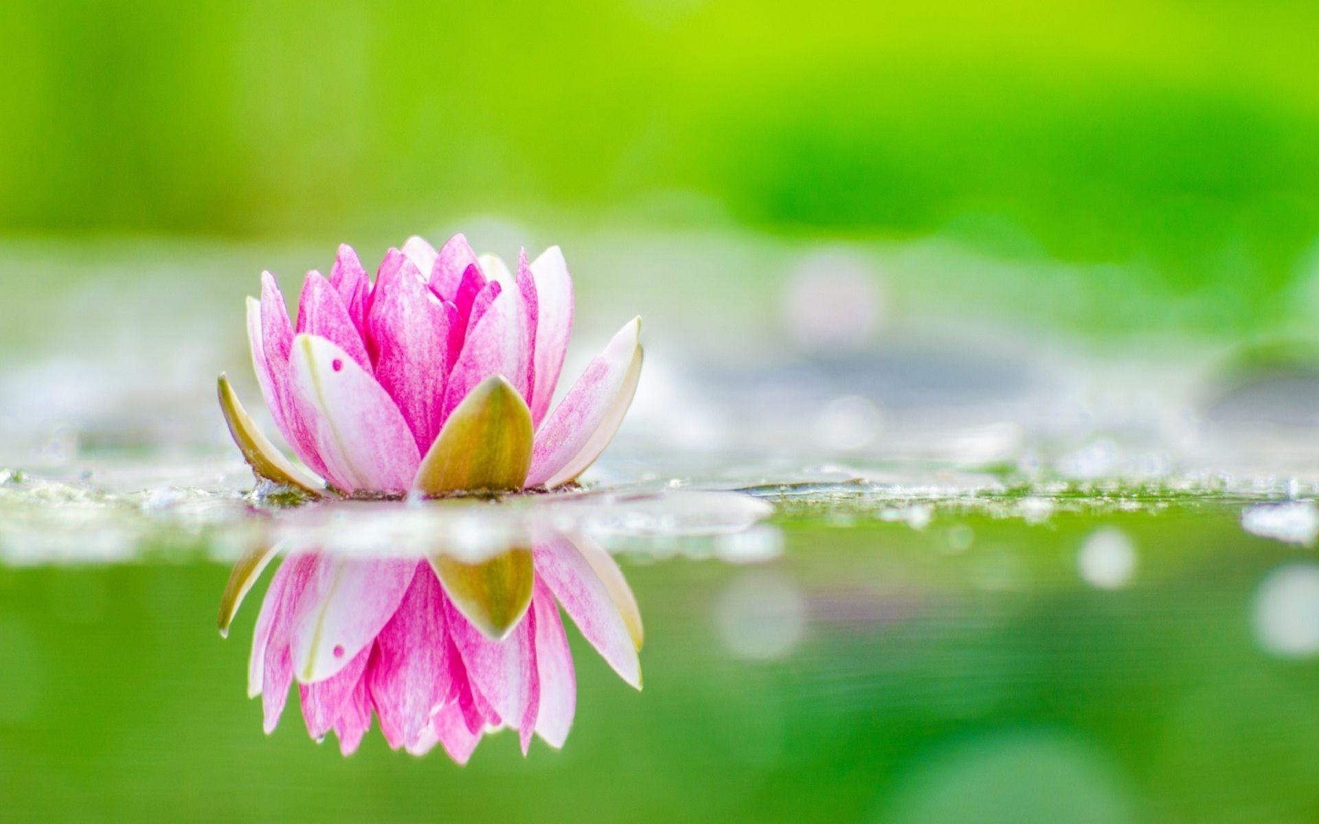 1920x1200 Pink lotus flowers with beautiful nature wallpaper. HD Wallpaper, Desktop