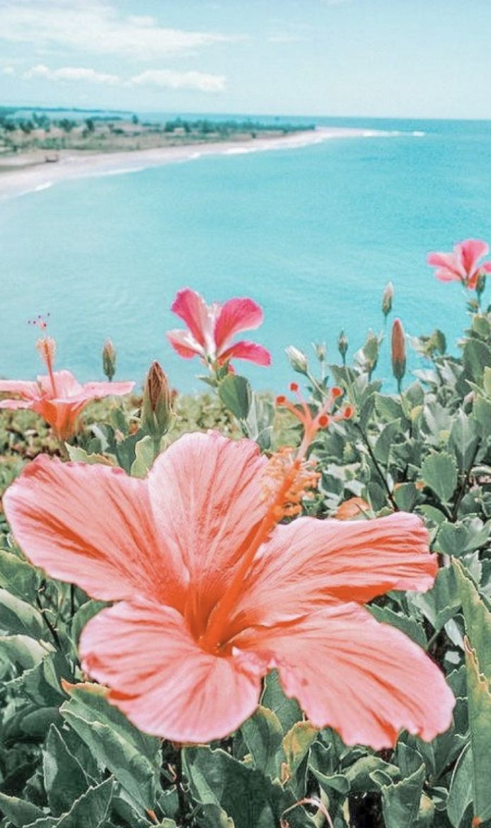 700x1170 pretty flower. Beach wall collage, Preppy wallpaper, Summer wallpaper, Phone