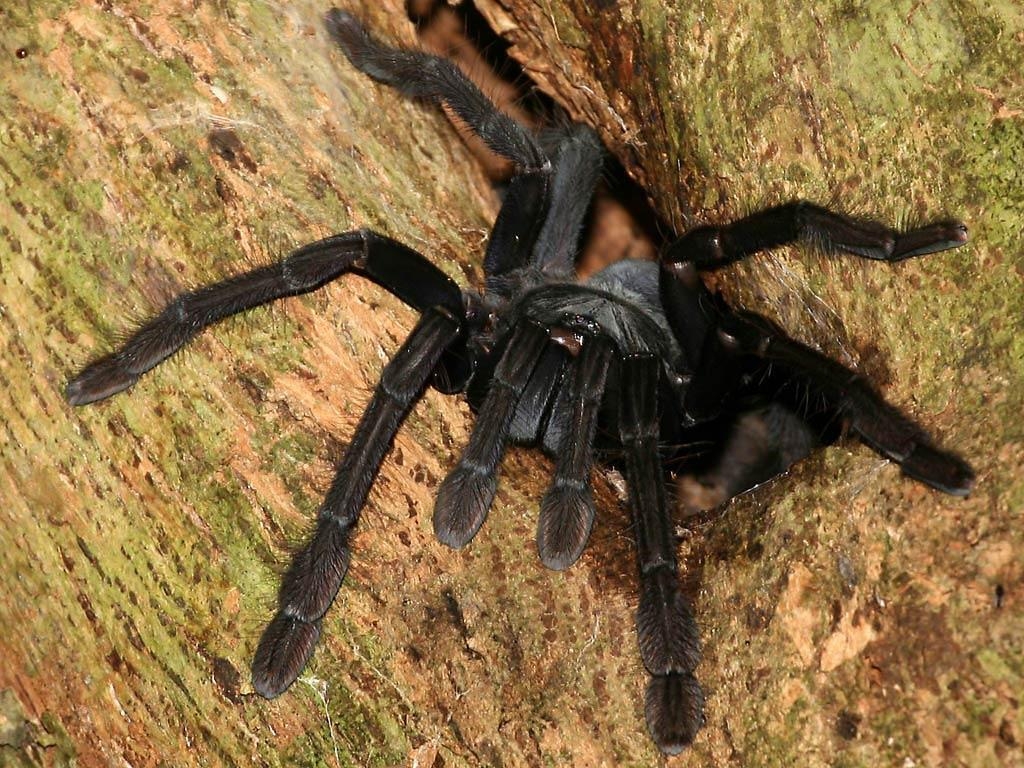 1030x770 Tarantula Wallpaper, Desktop