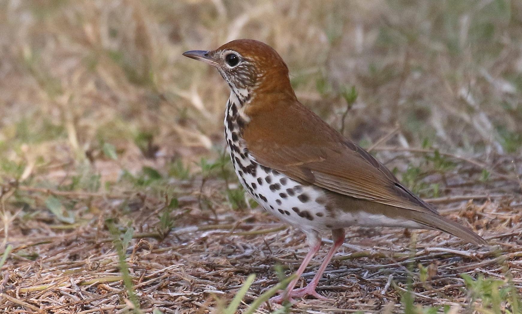 1750x1050 Brown and black bird, thrush HD wallpaper, Desktop