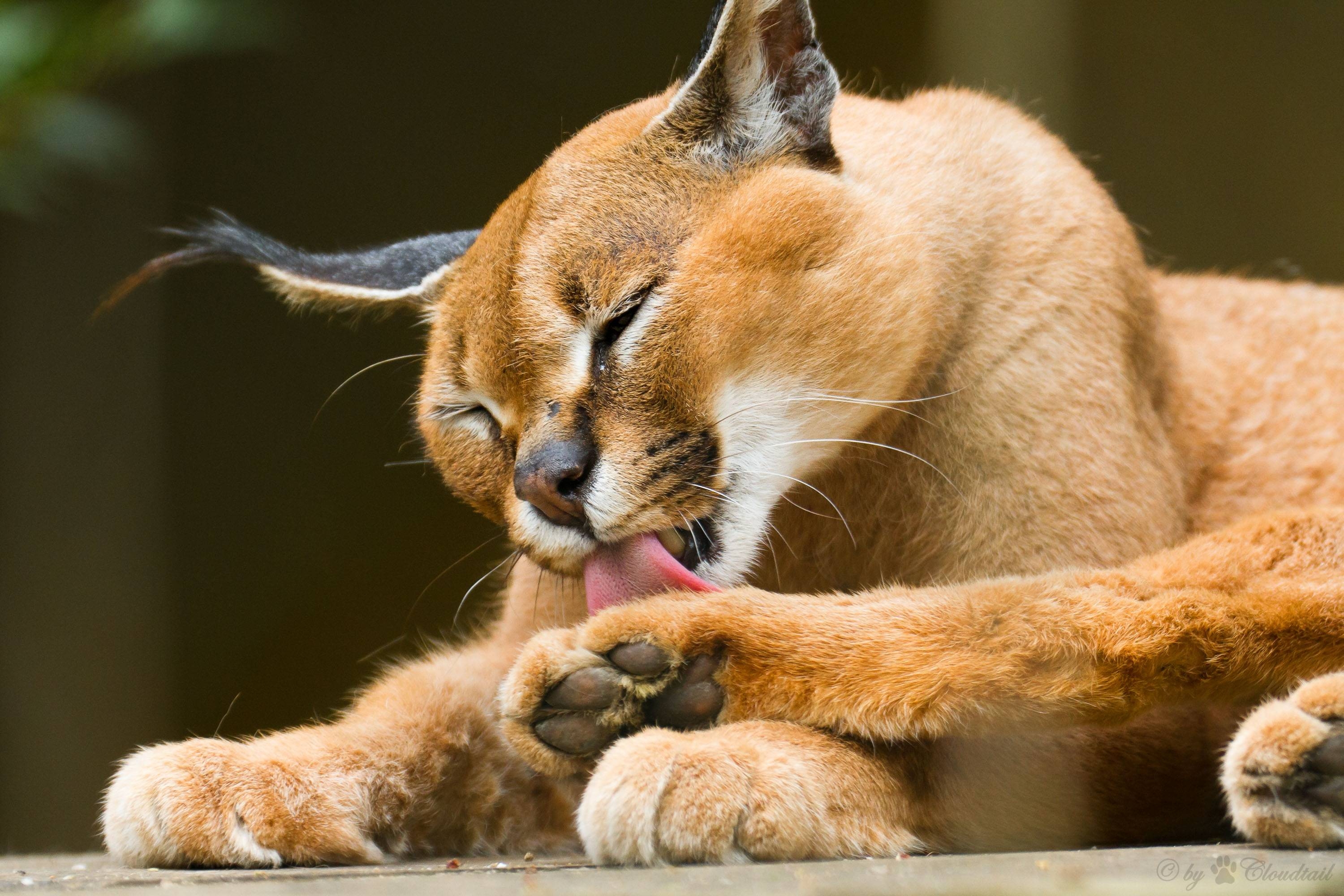 3000x2000 Download wallpaper caracal, caracal, wildcat, washes free desktop, Desktop