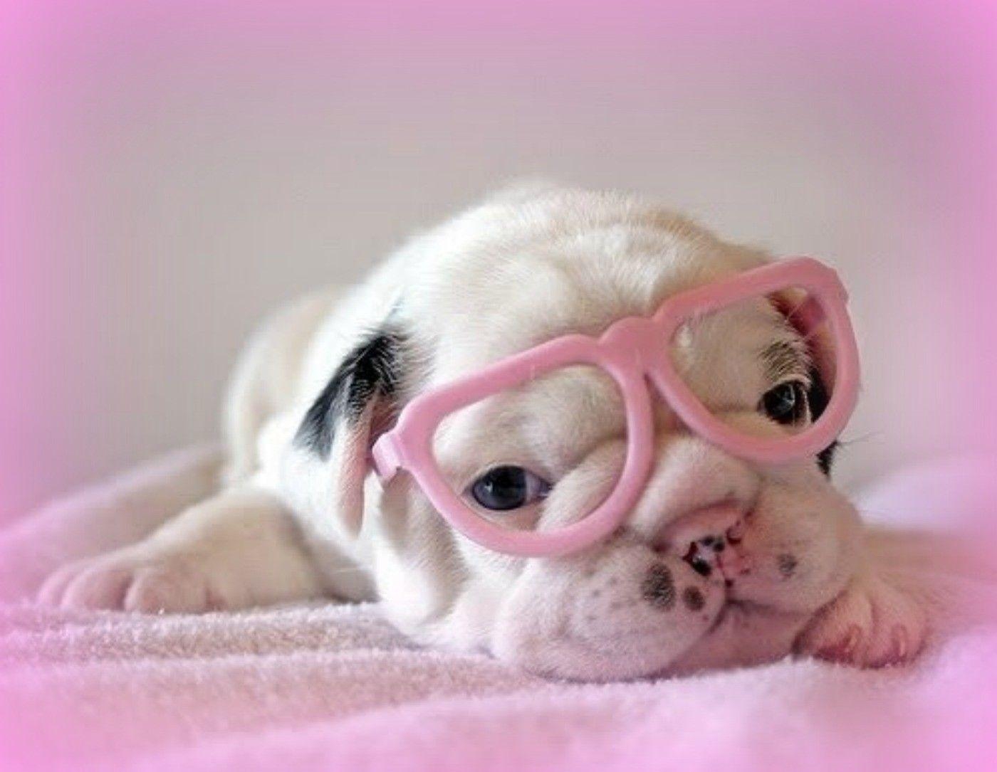 1400x1090 Love Pink Dog Wallpaper, Desktop