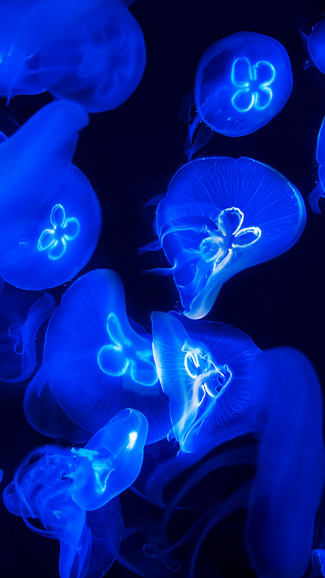 1080x1920 Blue Jellyfish Wallpaper HD, Phone