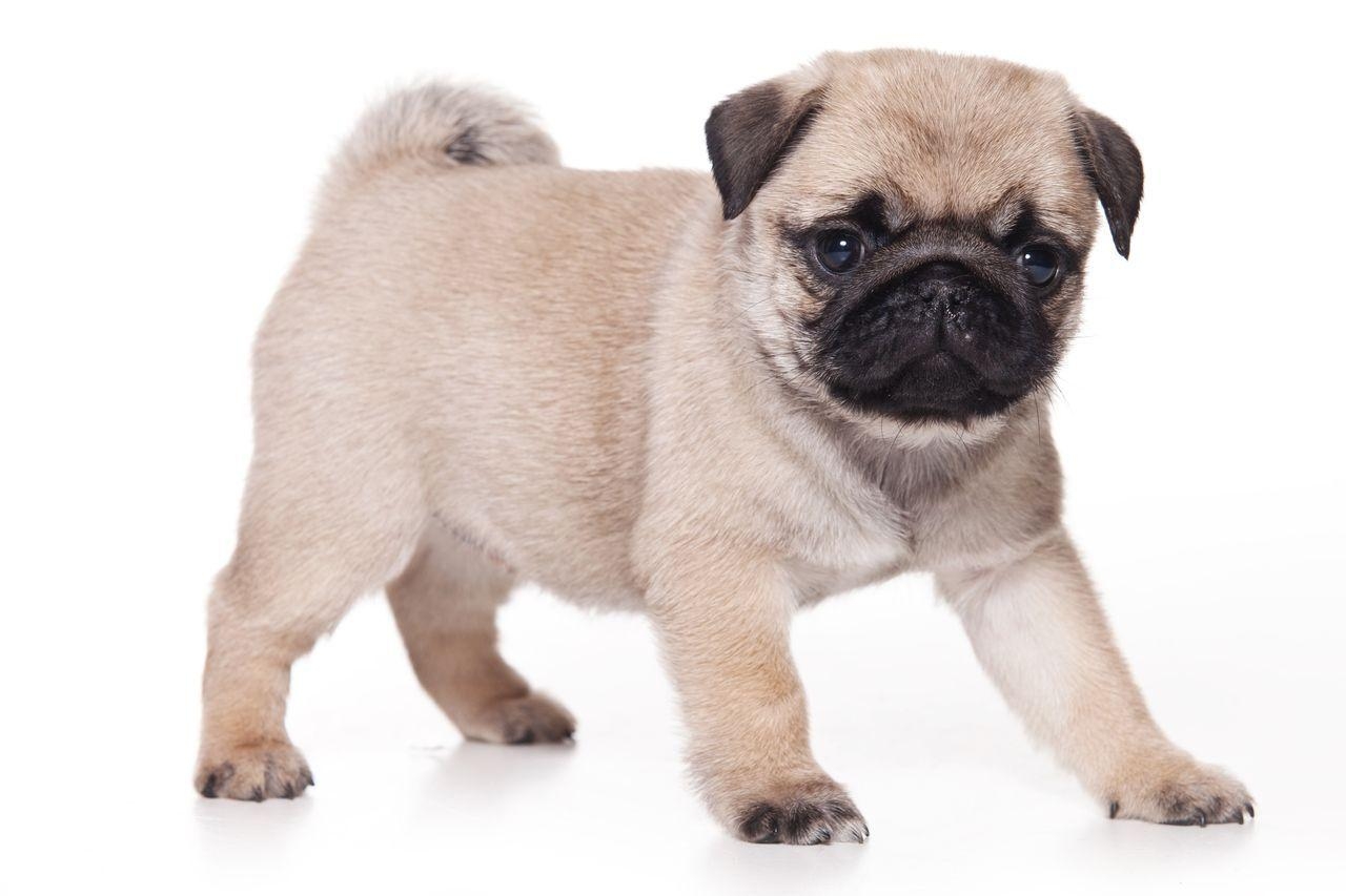 1280x860 Cute Pug Dog HD Wallpaper for Desktop, Desktop