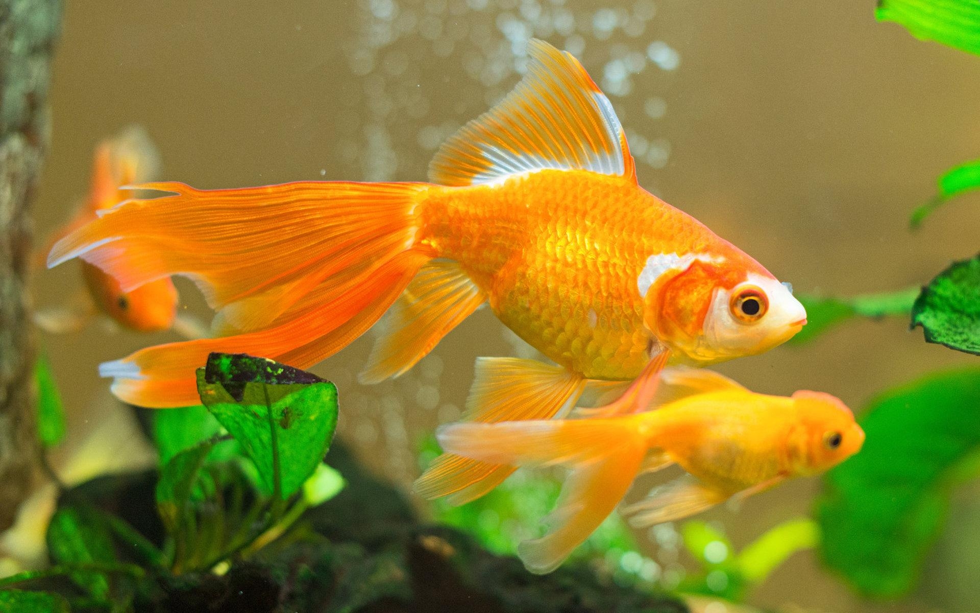 1920x1200 Goldfish wallpaper  desktop background, Desktop