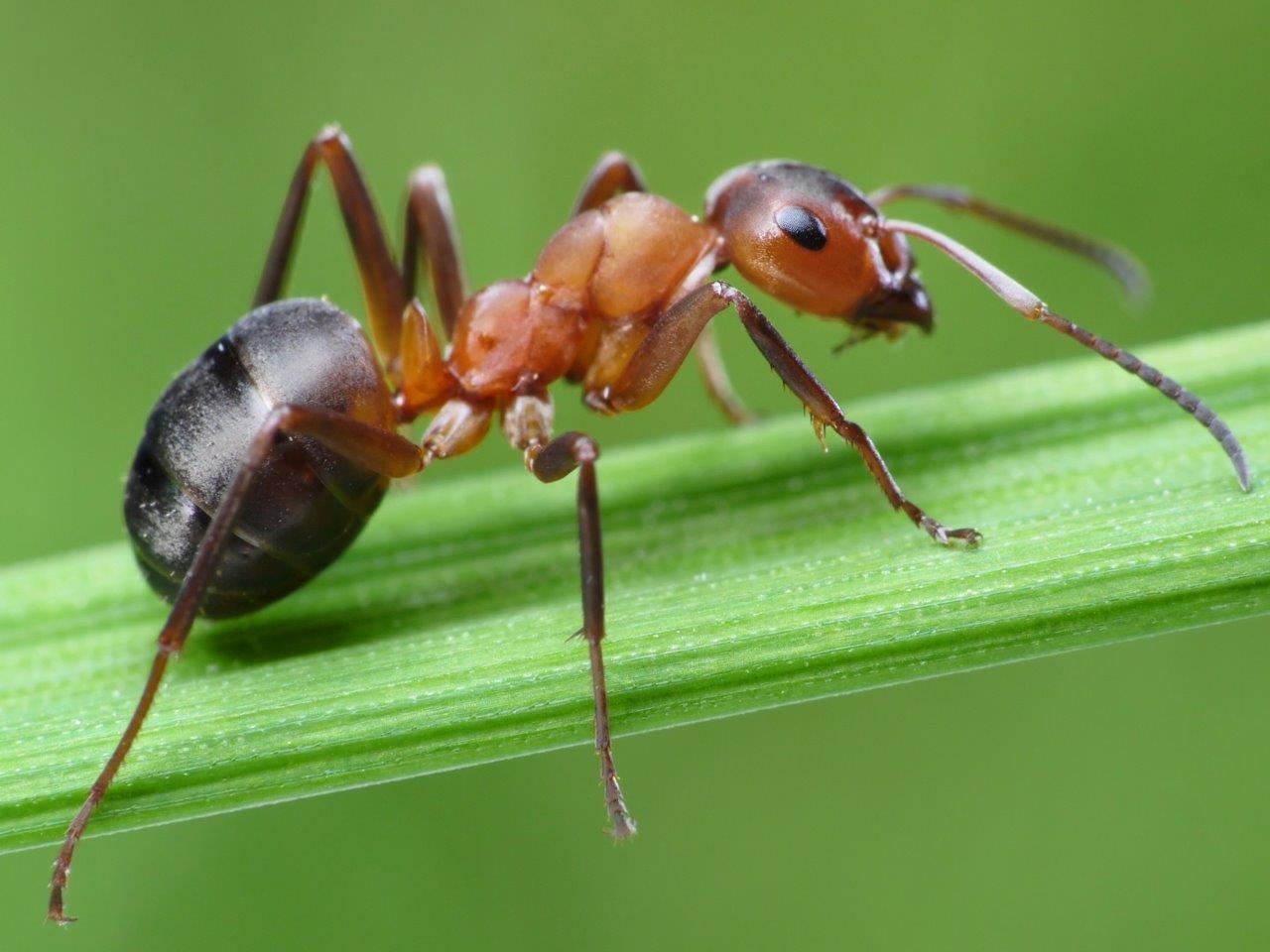 1280x960 New Ant Wallpaper View Wallpaper, Desktop