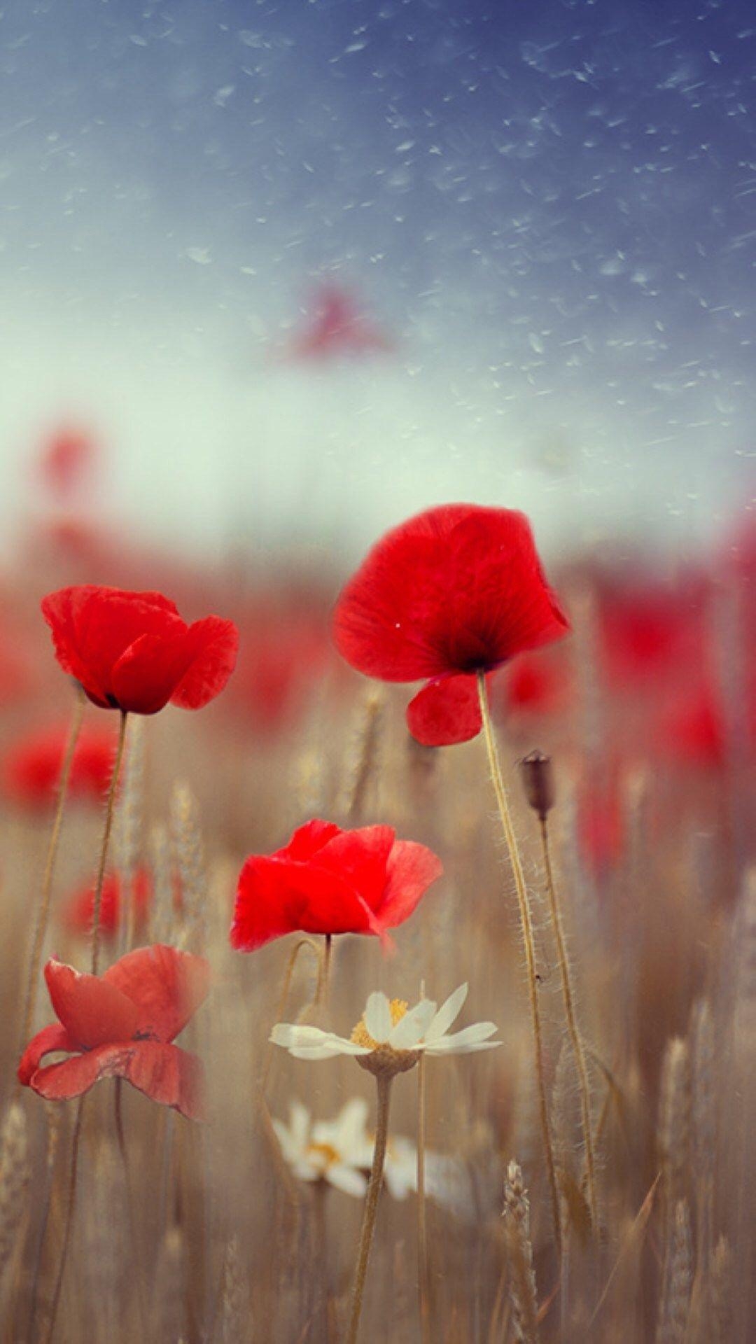 1080x1920 Fantasy Poppy Flower Field Plant Blur #iPhone #wallpaper, Phone