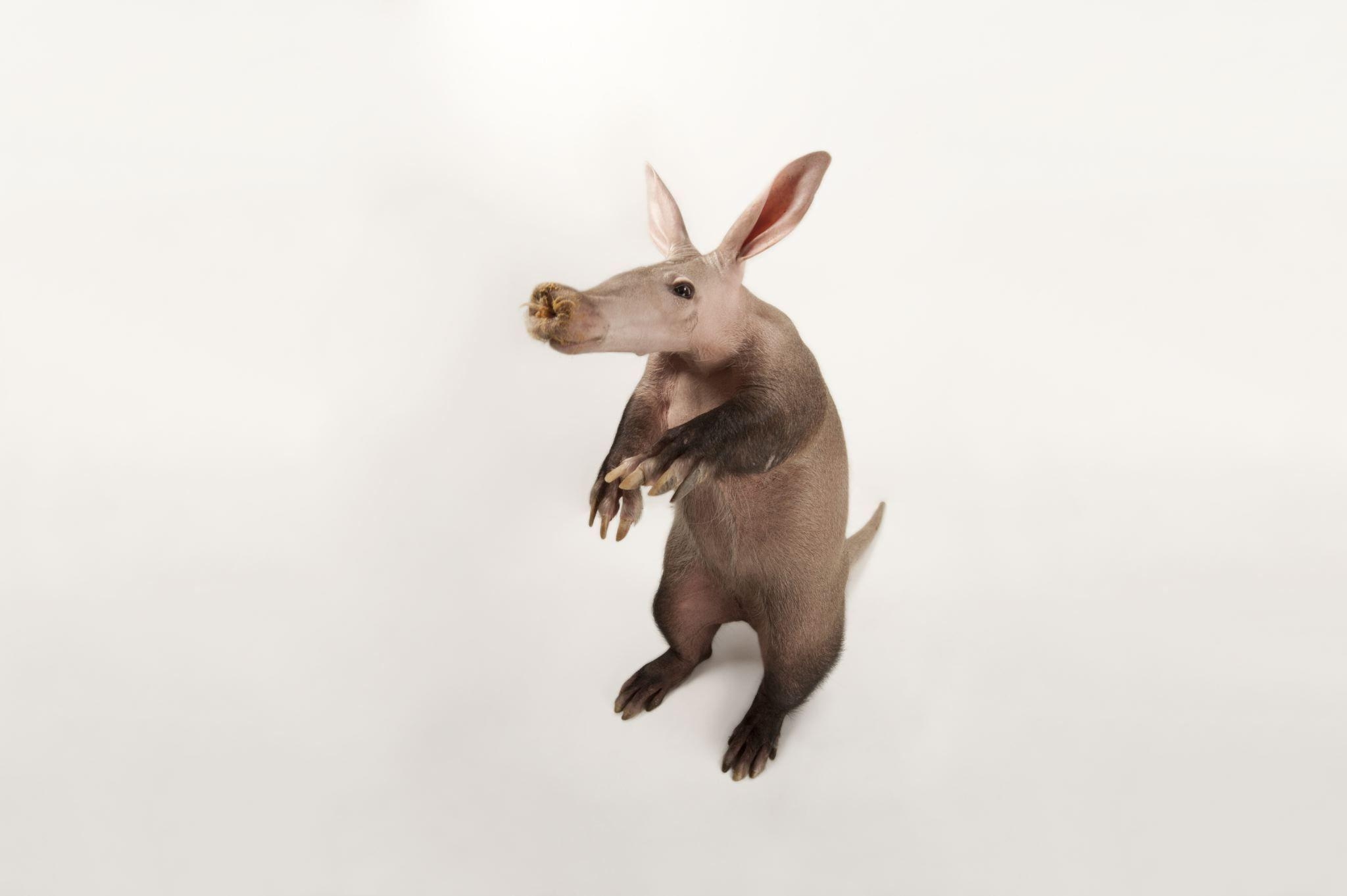 2050x1370 Aardvark Wallpaper Background, Desktop