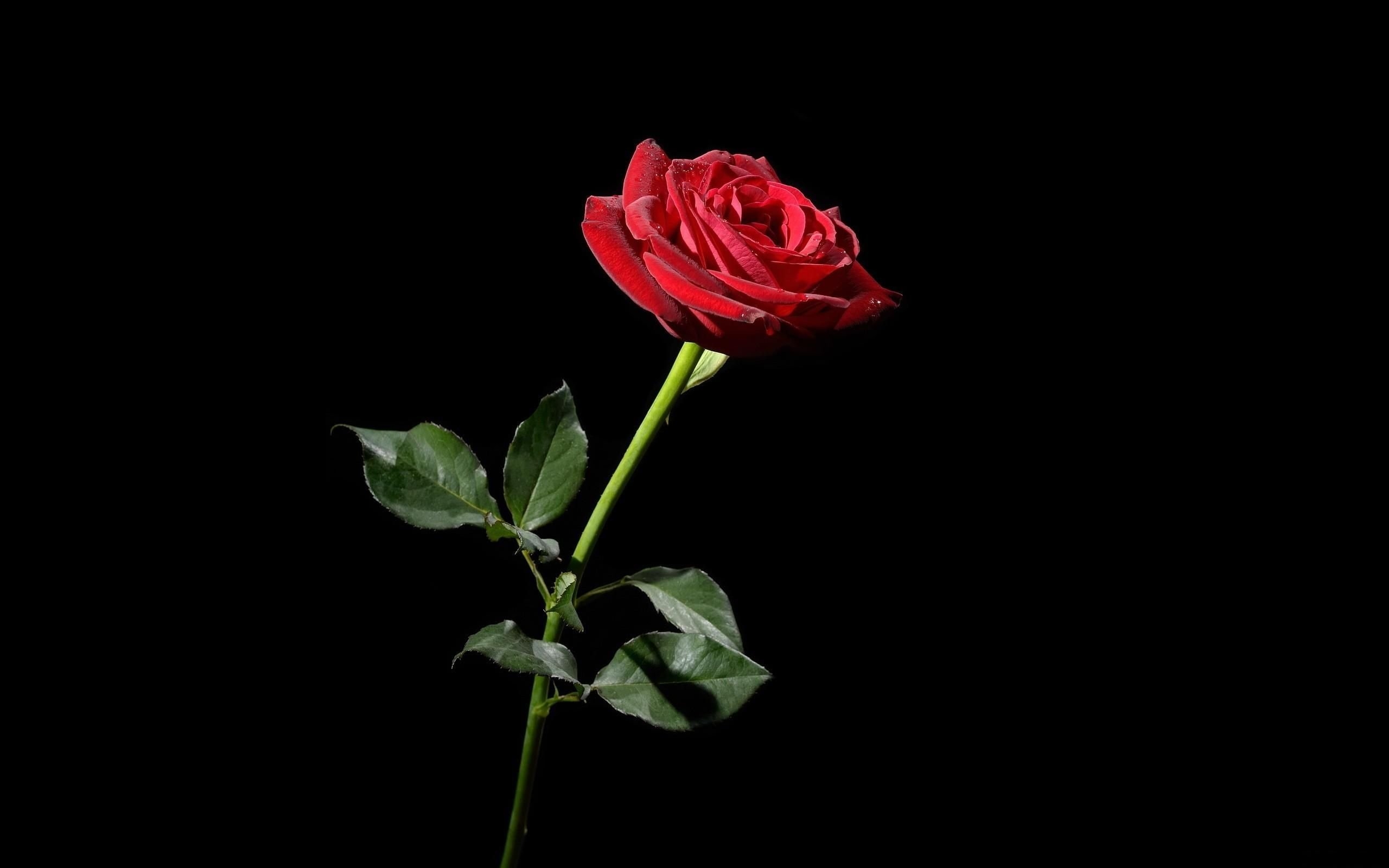 2560x1600 Free download 30 wallpaper perfect for AMOLED screens AndroidGuys [] for your Desktop, Mobile & Tablet. Explore Rose With Black Background. Black Rose Wallpaper, Black and Red Rose Wallpaper, Desktop