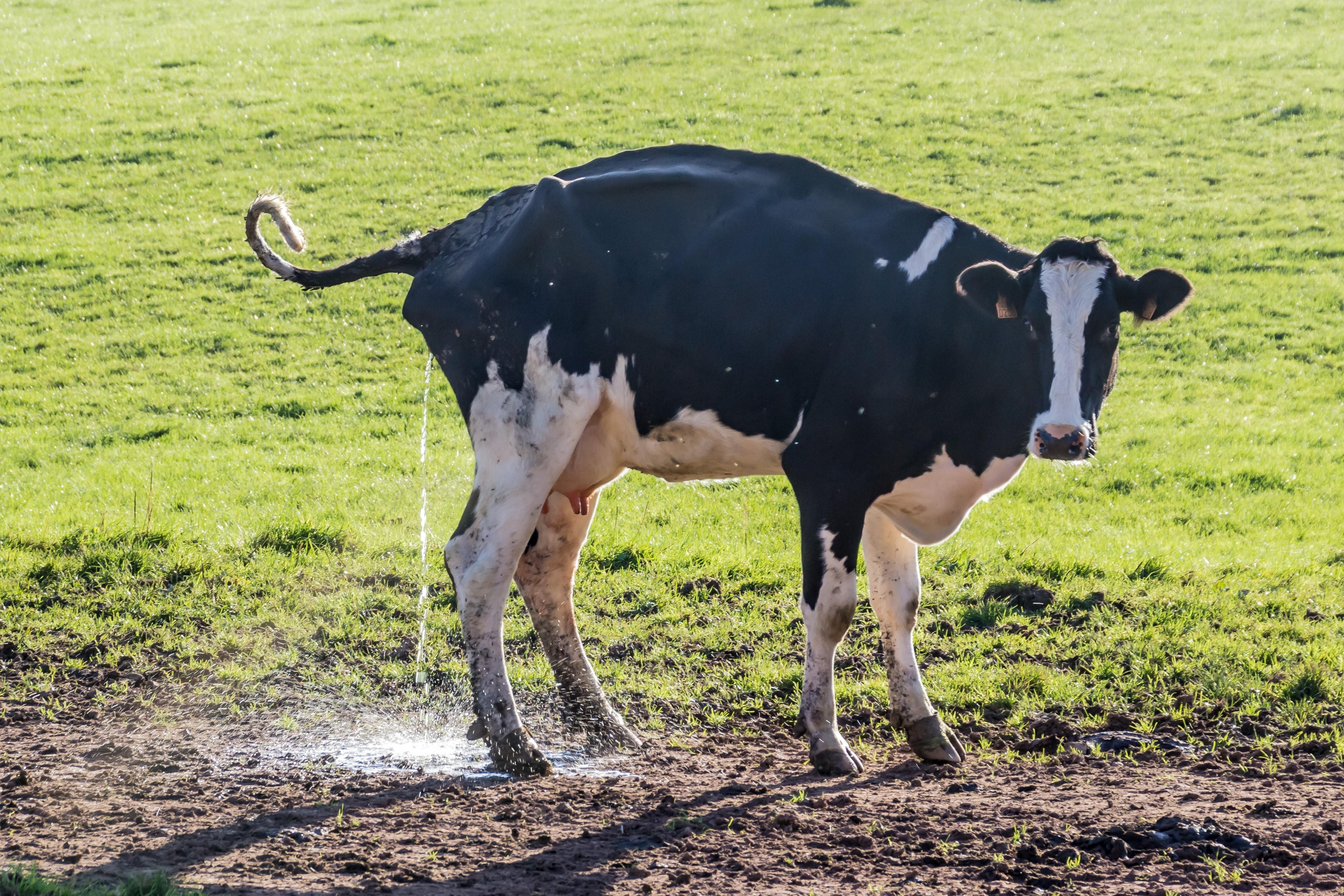 4340x2900 Call Of Nature, Cow, Pee, Beef, Pee Pee, Livestock, Cattle Free, Desktop