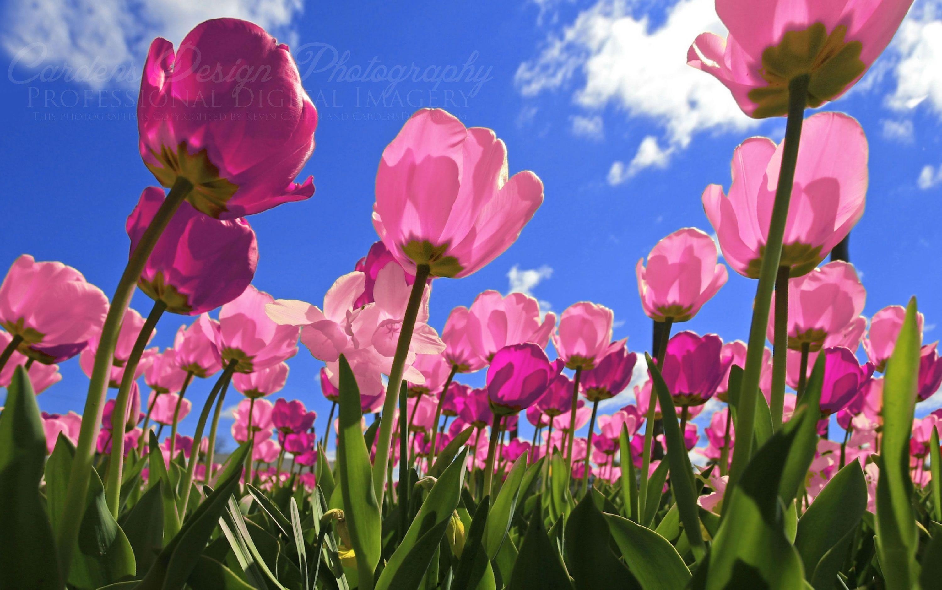 3000x1880 Flowers For > Pink Tulip Flower Wallpaper, Desktop