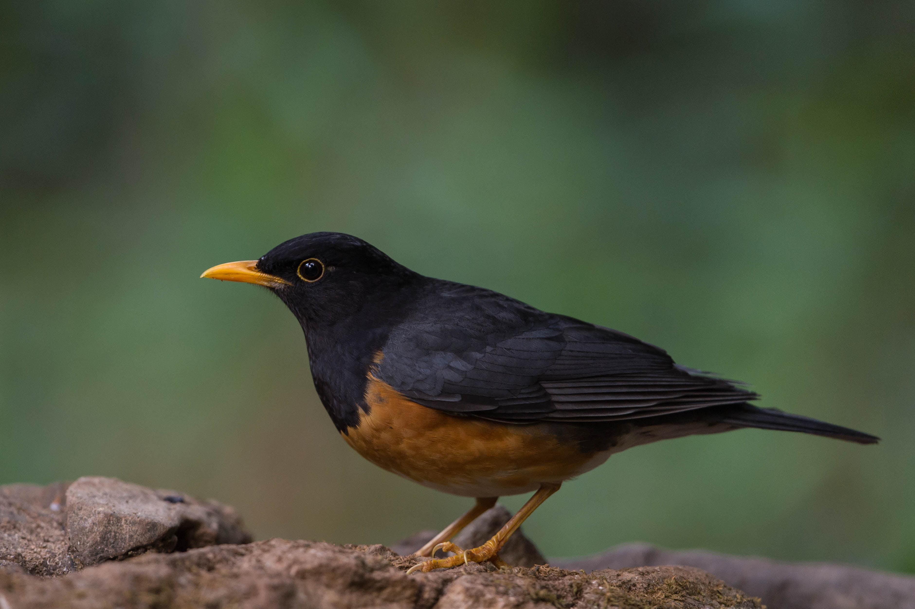 3770x2510 Brown and black bird, thrush HD wallpaper, Desktop