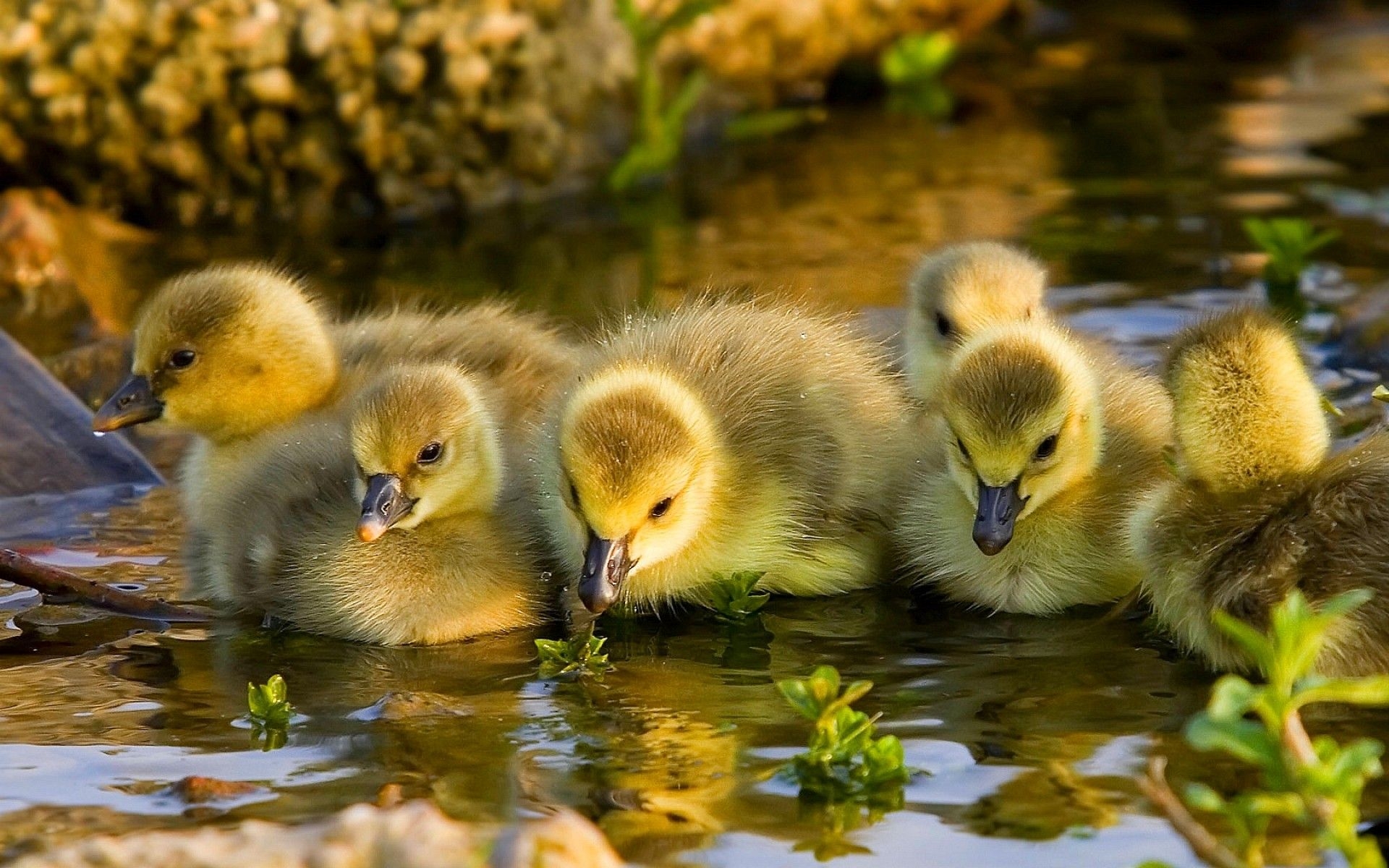 1920x1200 water, nature, birds, ducks, duckling, baby birds wallpaper, Desktop