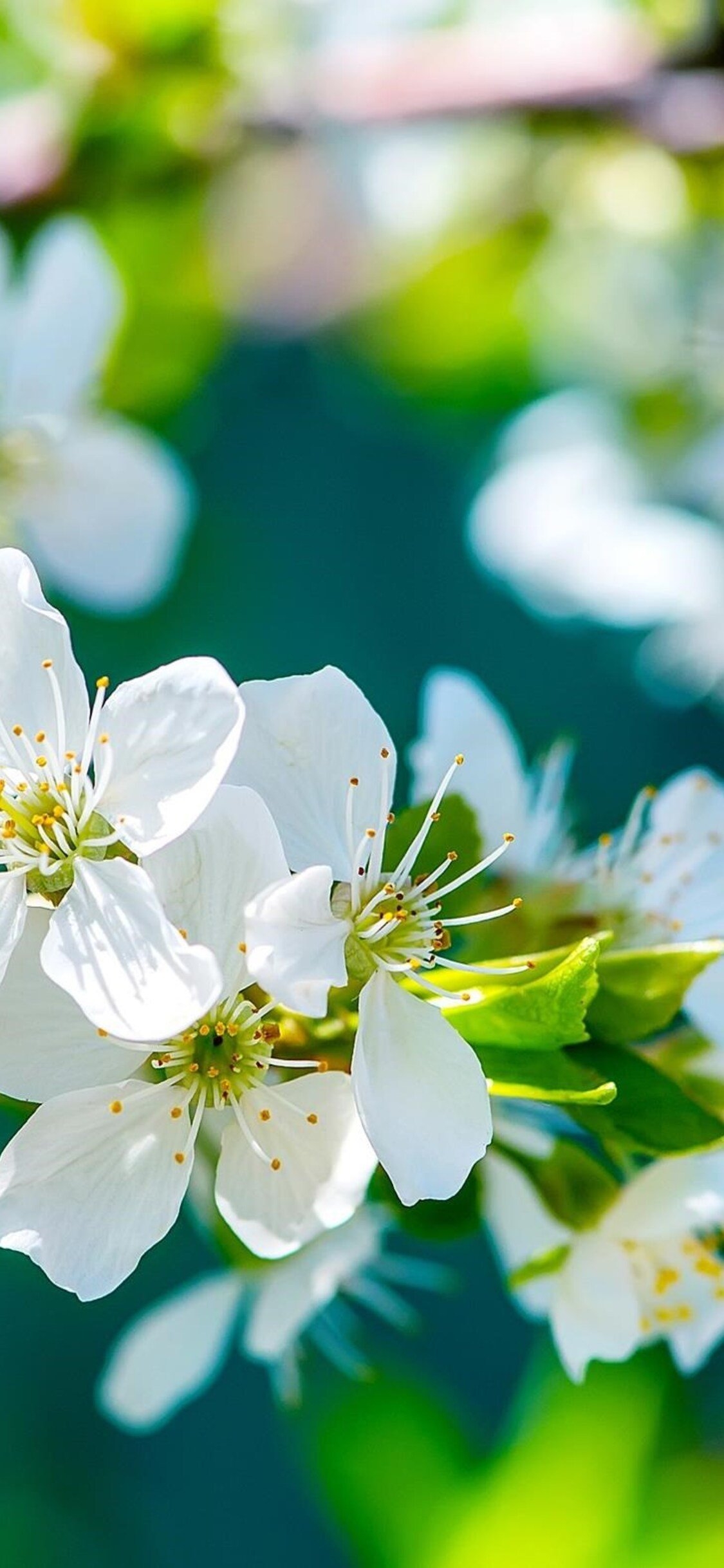 1130x2440 Apple Flowers iPhone XS, iPhone iPhone X HD 4k Wallpaper, Image, Background, Photo and Picture, Phone