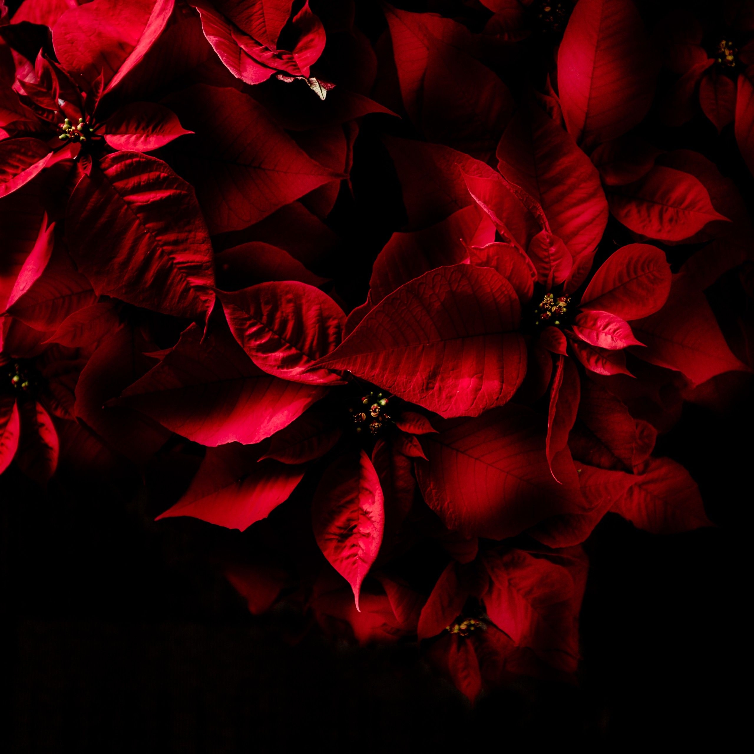 2560x2560 Wallpaper Red leaves, Dark, AMOLED, 4K, Flowers,. Wallpaper for iPhone, Android, Mobile and Desktop, Phone