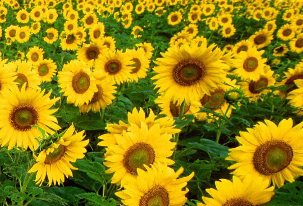 1030x700 Free Sunflower Wallpaper. coolstyle wallpaper, Desktop