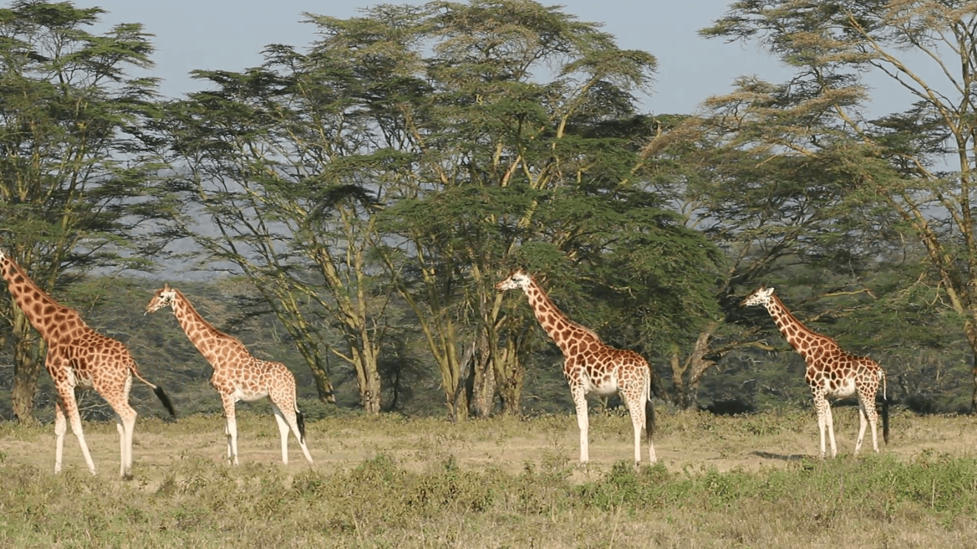 1920x1080 Rothschilds giraffes, Lake Nakuru National Park, Kenya Stock Video, Desktop