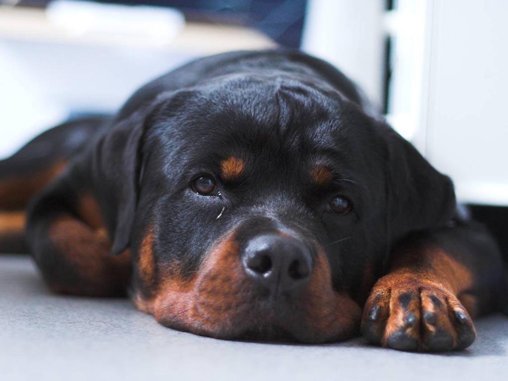 1030x770 Rottweiler tired wallpaper wallpaper, Desktop