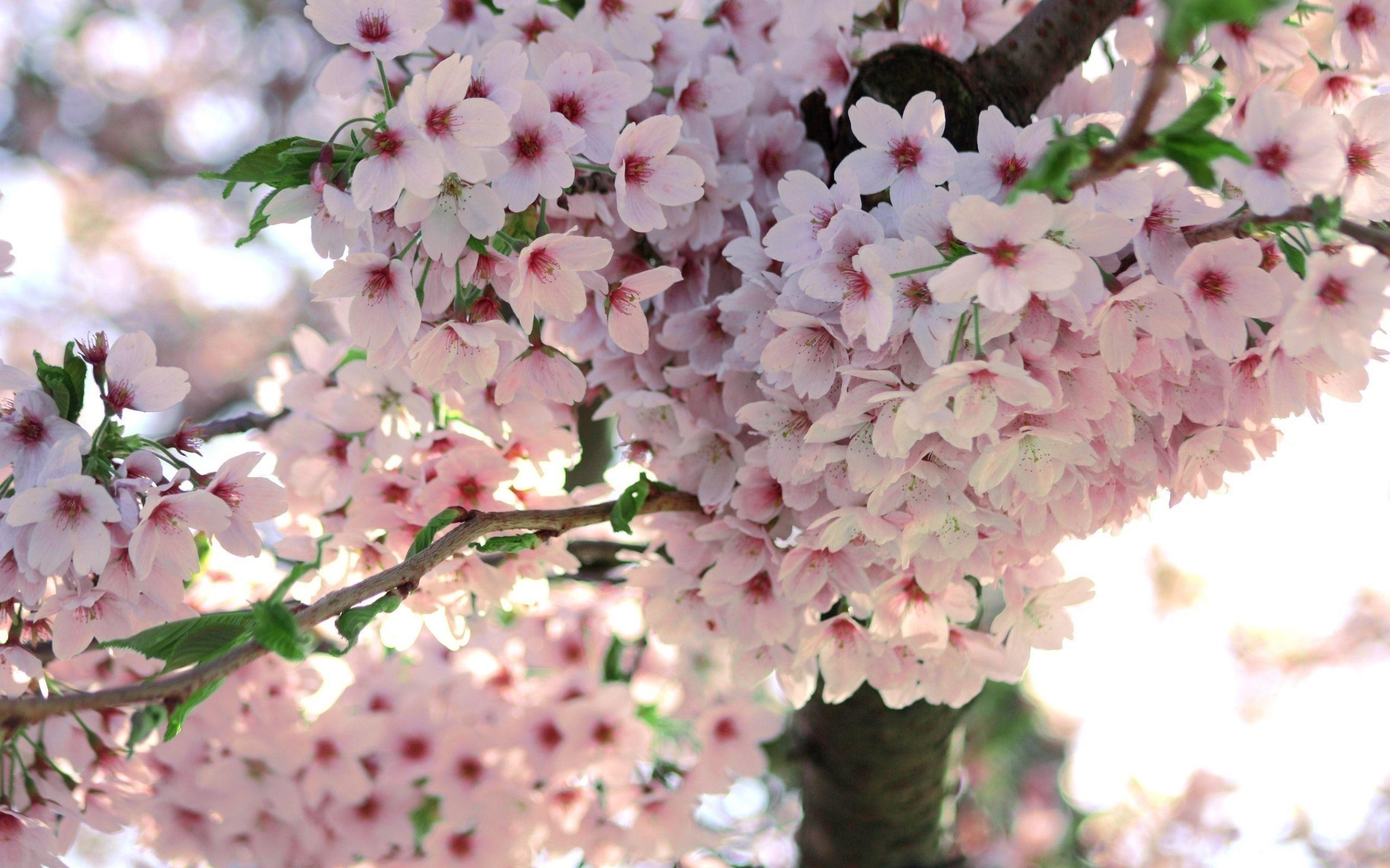 2560x1600 spring flower wallpaper, Desktop