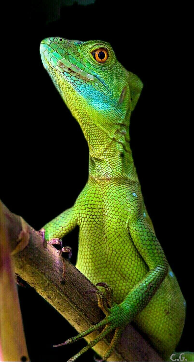 810x1500 Female basilisk. Reptiles. Nature animals, Reptiles, Phone