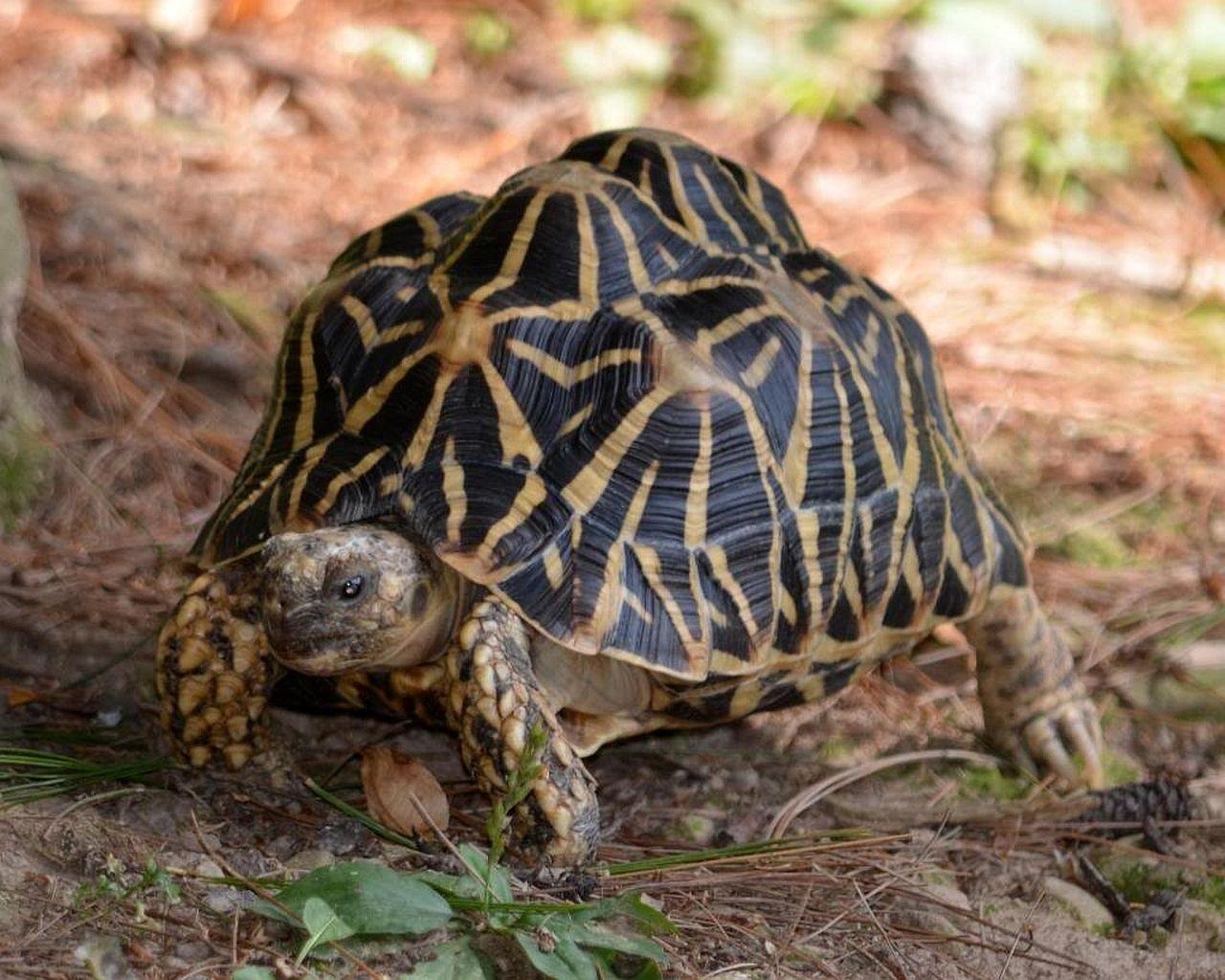 1280x1030 Indian Star Tortoise HD Wallpaper, Desktop