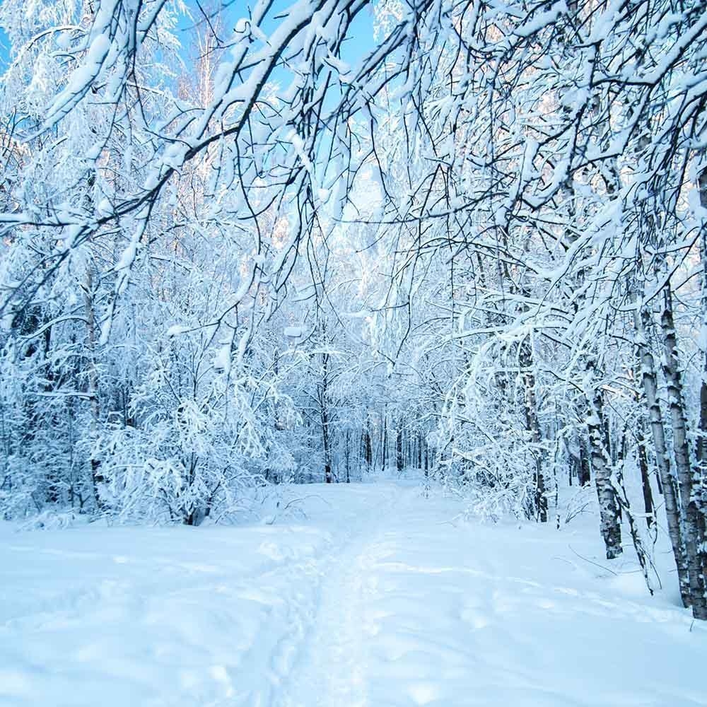 1000x1000 Snow Covered Forest Winter Landscape Photography Backdrop N 0058, Phone