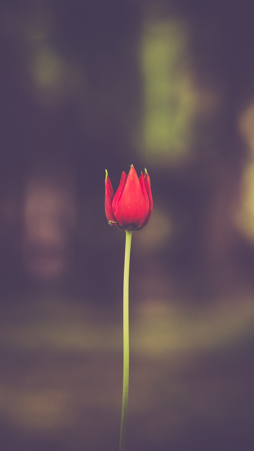 1080x1920 Red Flower Tulip iPhone Wallpaper, Phone