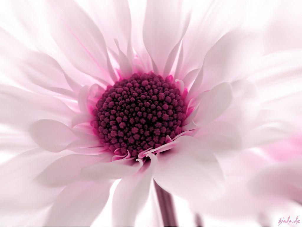 1030x770 Flowers For > Pink Flower Wallpaper, Desktop