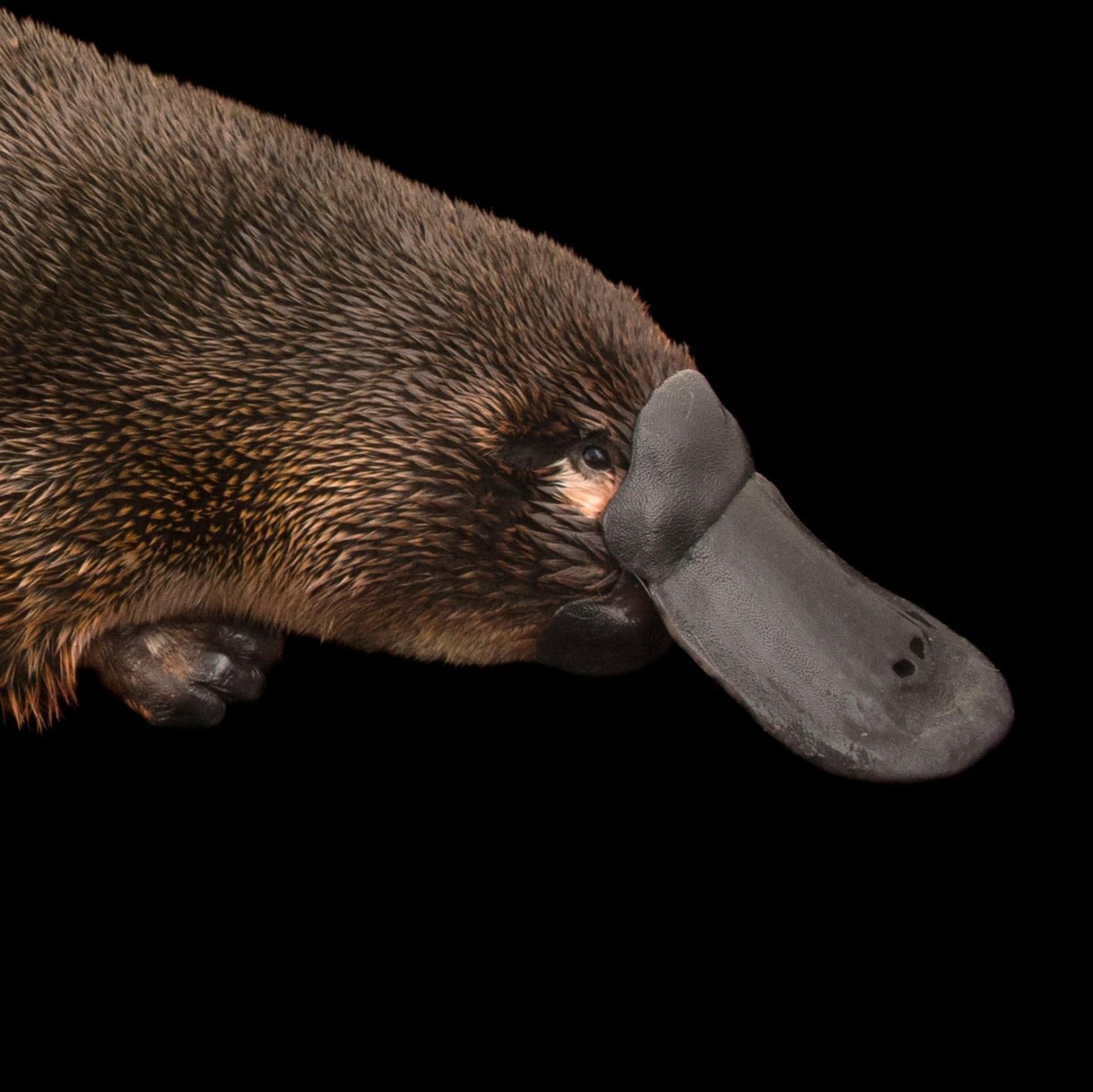 1900x1900 Most viewed Platypus wallpaperK Wallpaper, Desktop