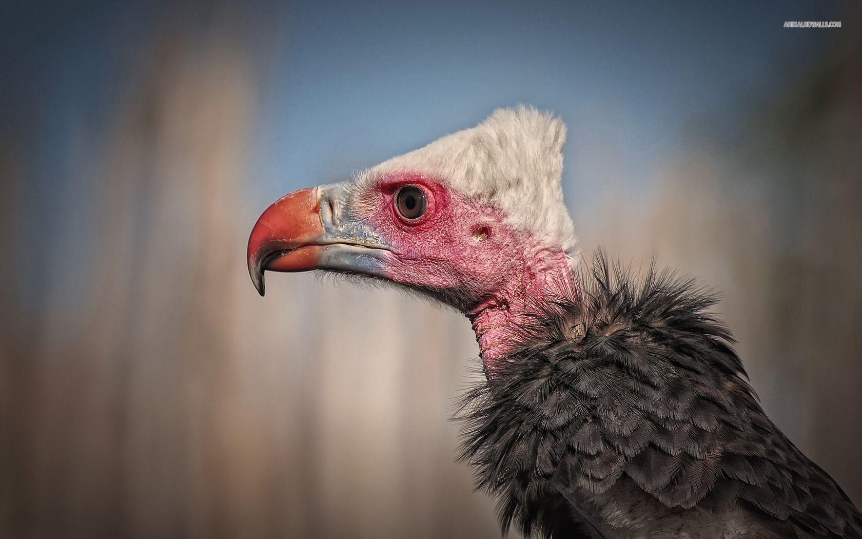 1680x1050 White Headed Vulture Wallpaper #, Desktop