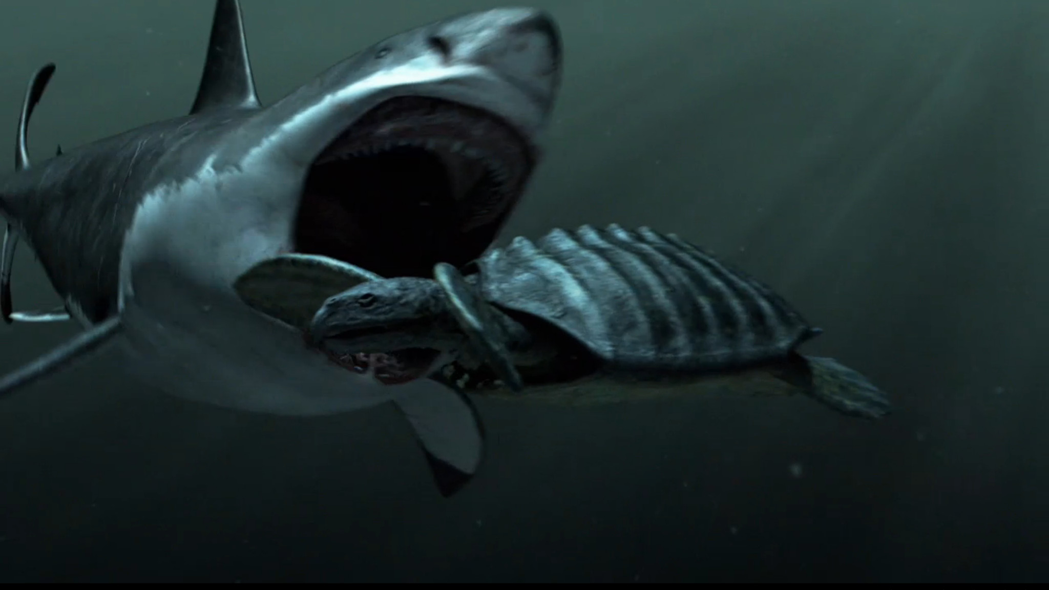 2050x1160 Megalodon Shark Sightings HD Desktop Wallpaper Data Src Wallpaper Megalodon, Desktop