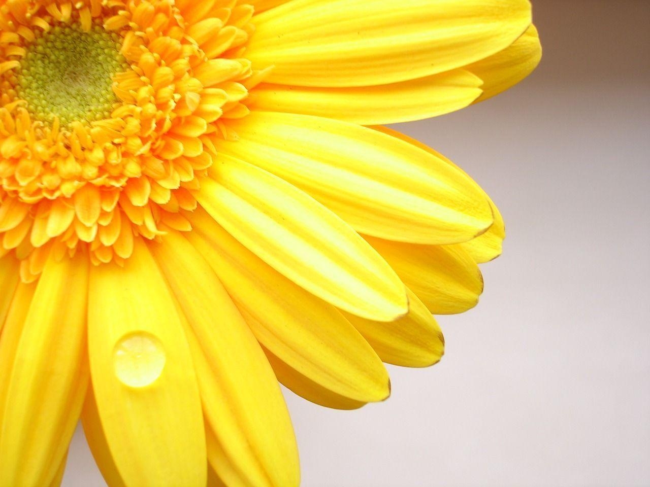 1280x960 Yellow Flower Wallpaper, Desktop