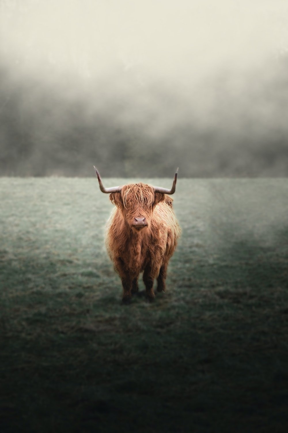 1000x1500 Highland Cattle Picture. Download Free Image, Phone