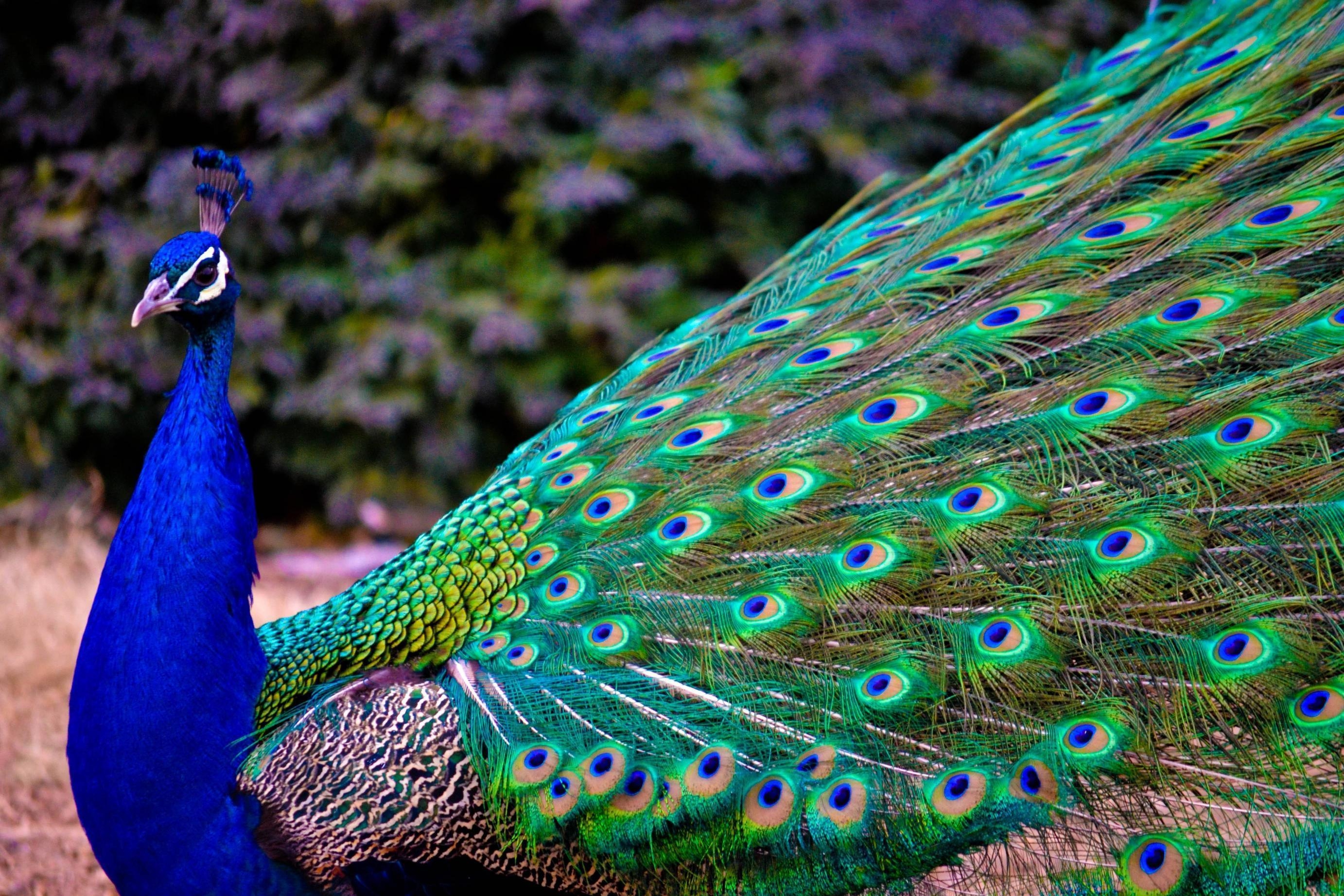 2770x1850 Peacock HD Wallpaper, Desktop