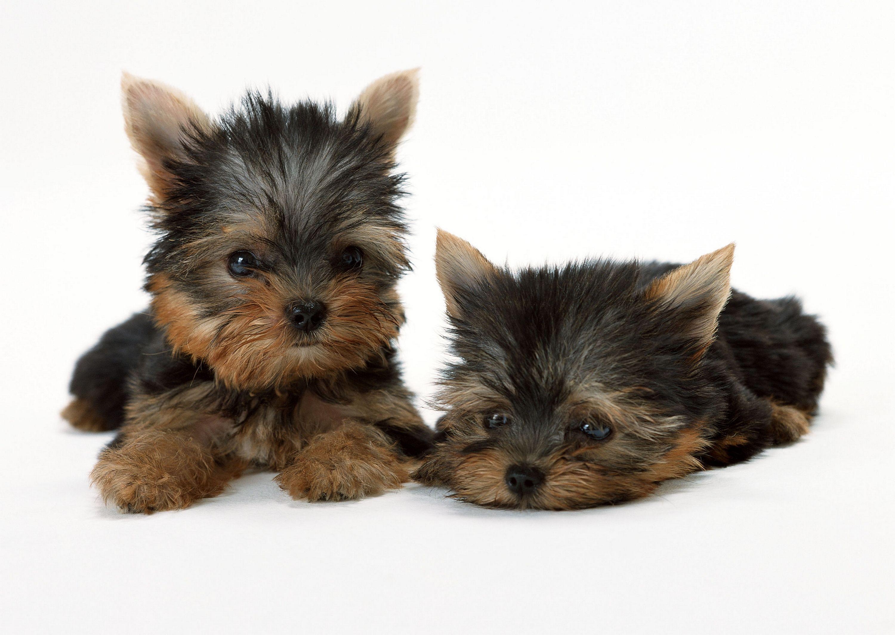 3000x2130 Toy Yorkies, cuddly, Cute, puppies, Yorkshire. Dog, Desktop