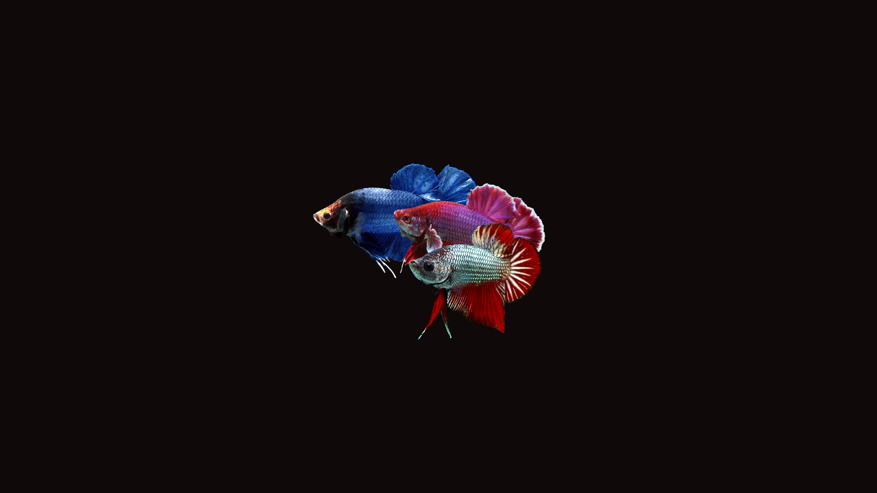 1280x720 Betta Fish Live Wallpaper, Desktop