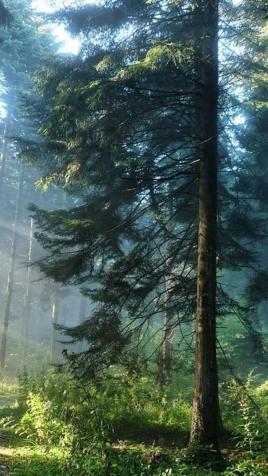 1080x1920 Phone Wallpaper Forest, Phone