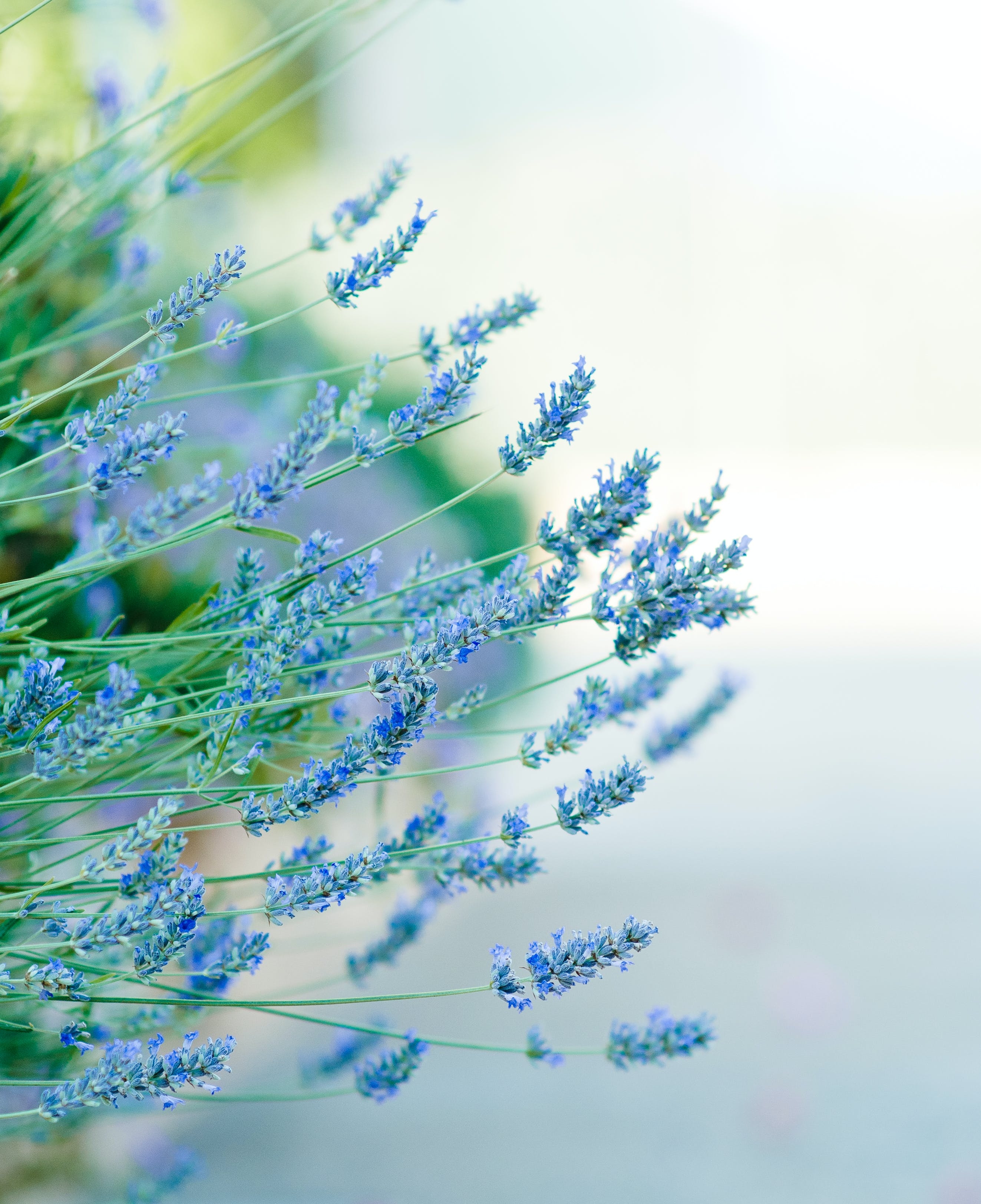 2650x3250 Blue Flowers in the Garden · Free, Phone