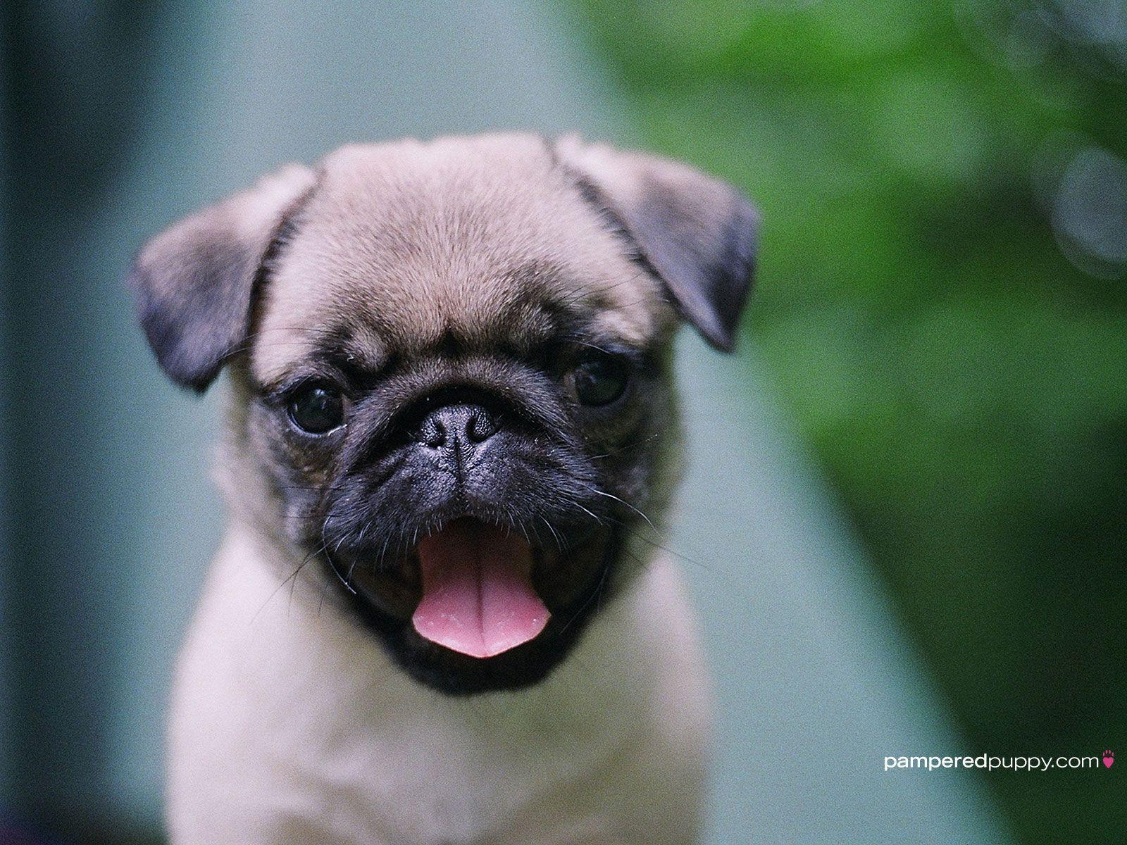 1600x1200 pug puppies wallpaper white. Funny picture photo, funny jokes, Desktop