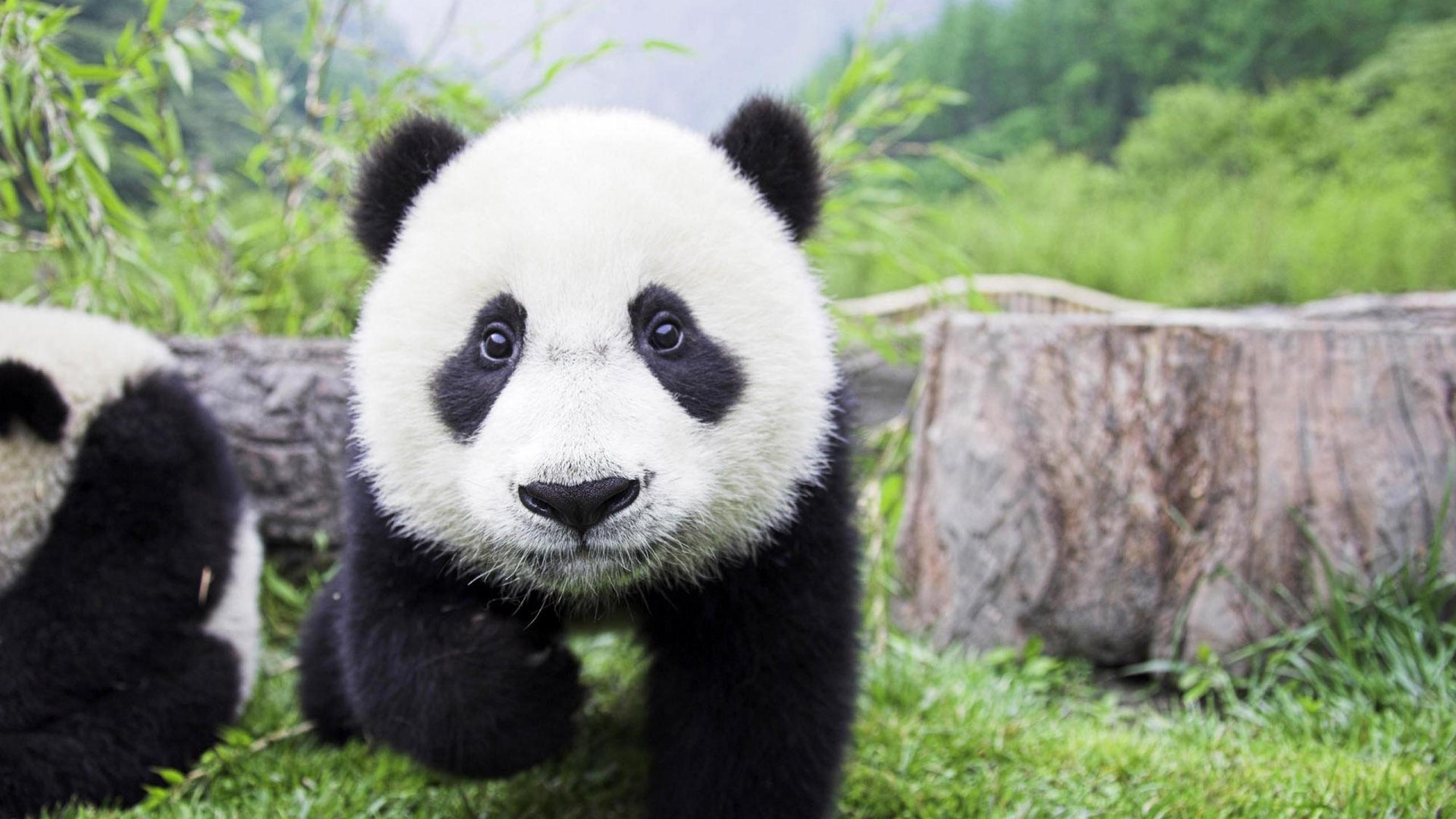 2560x1440 Baby Panda Bear Wallpaper, Desktop