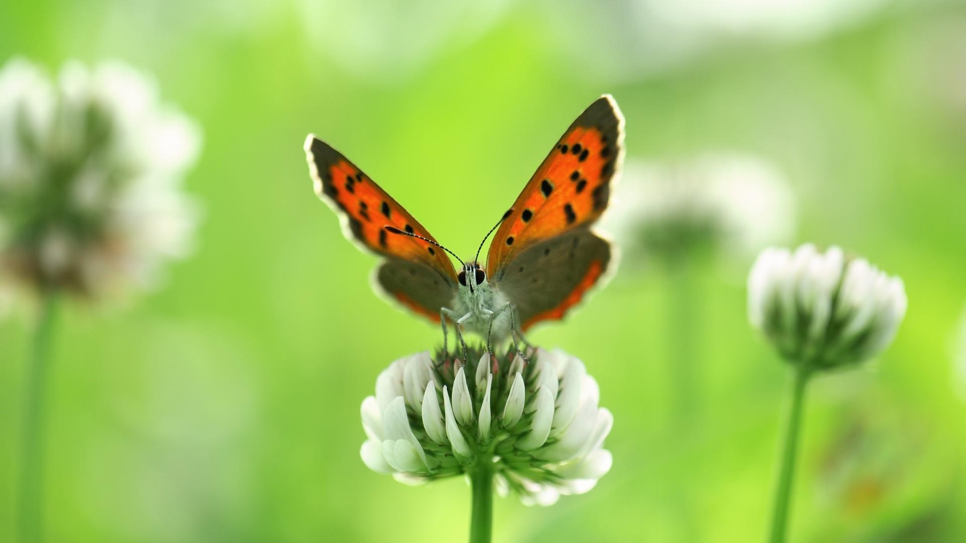 1920x1080 Wallpaper Insect Butterfly Close Up, White Wildflowers In Summer, Desktop