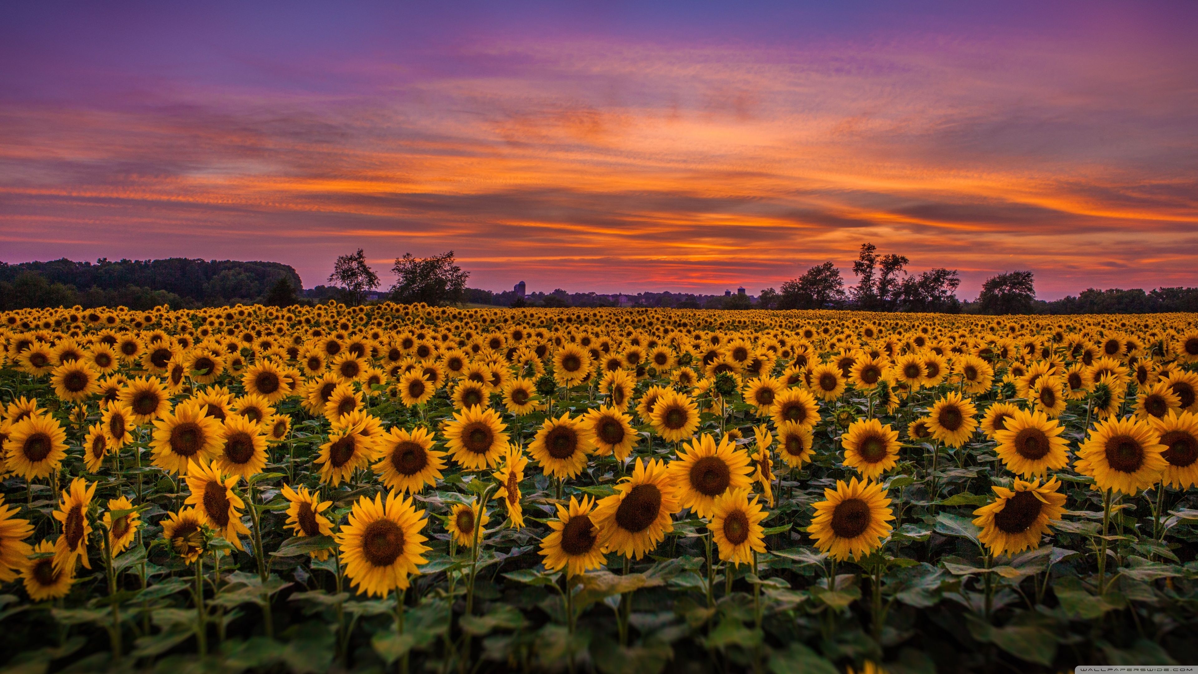 3840x2160 Sunflower 4k Wallpaper Free Sunflower 4k Background, Desktop