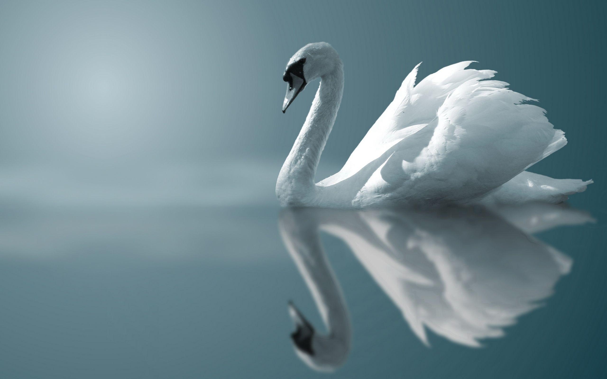 2560x1600 Mute Swan Computer Wallpaper, Desktop Background  Id, Desktop