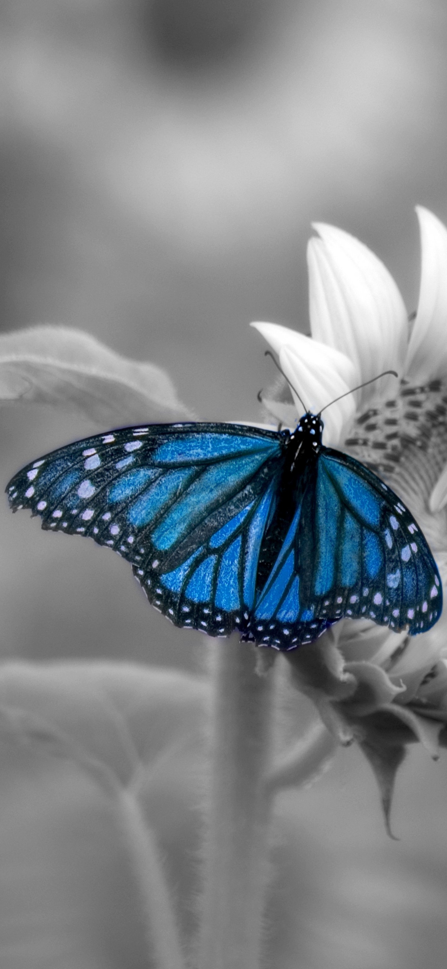 1440x3120 Blue Butterfly, Phone