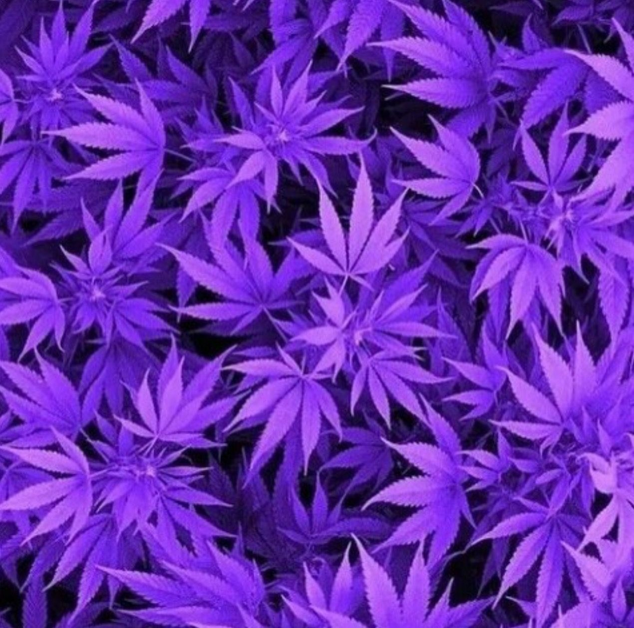 1270x1260 Purple Weed Wallpaper Free Purple Weed Background, Desktop