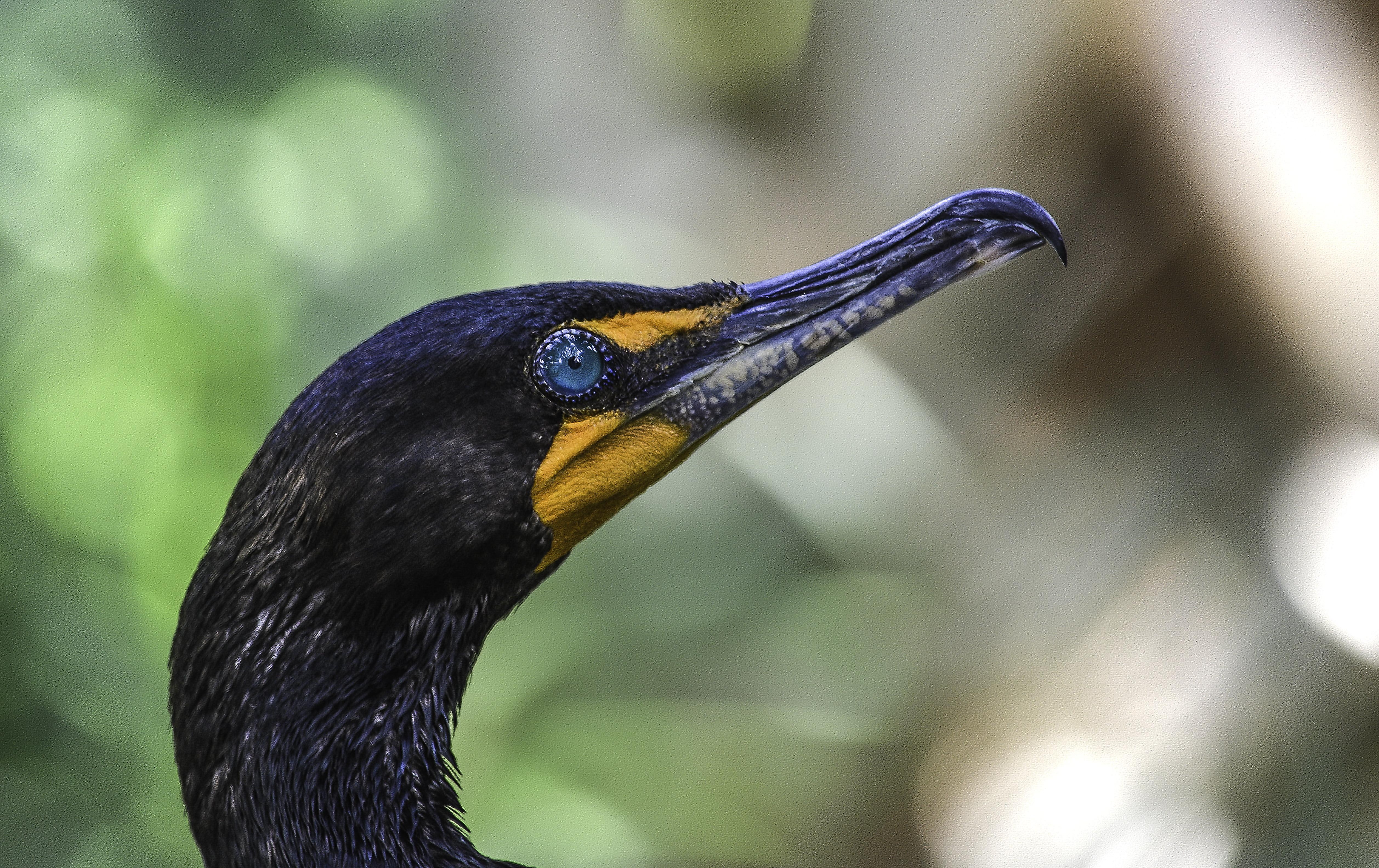 5030x3170 Black Bird In Focus Shot Photography, Double Crested, Desktop